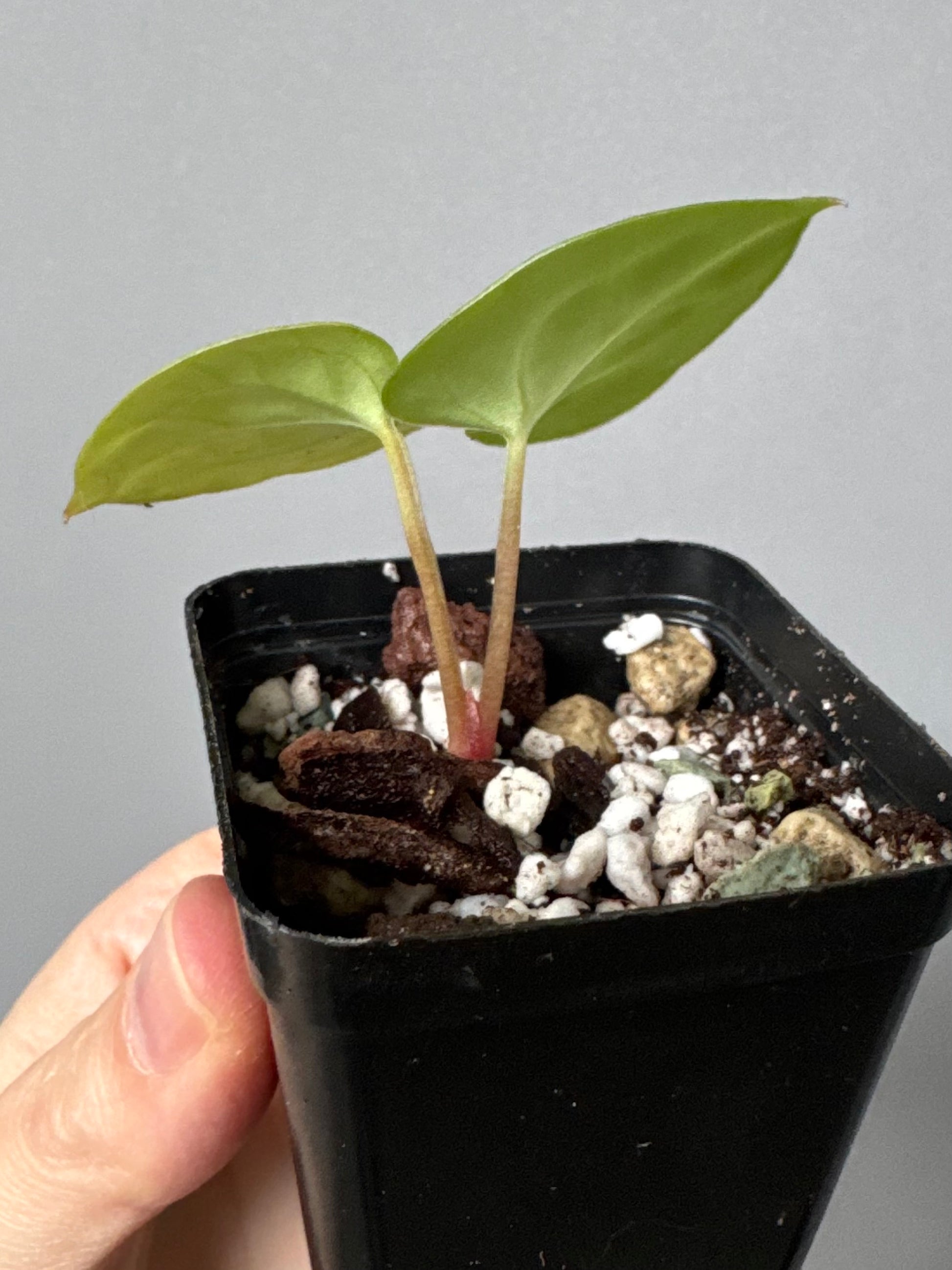 Anthurium (Complex KOS/HU hybrid) x NSE Carlablackiae (by nordicplantdiary)