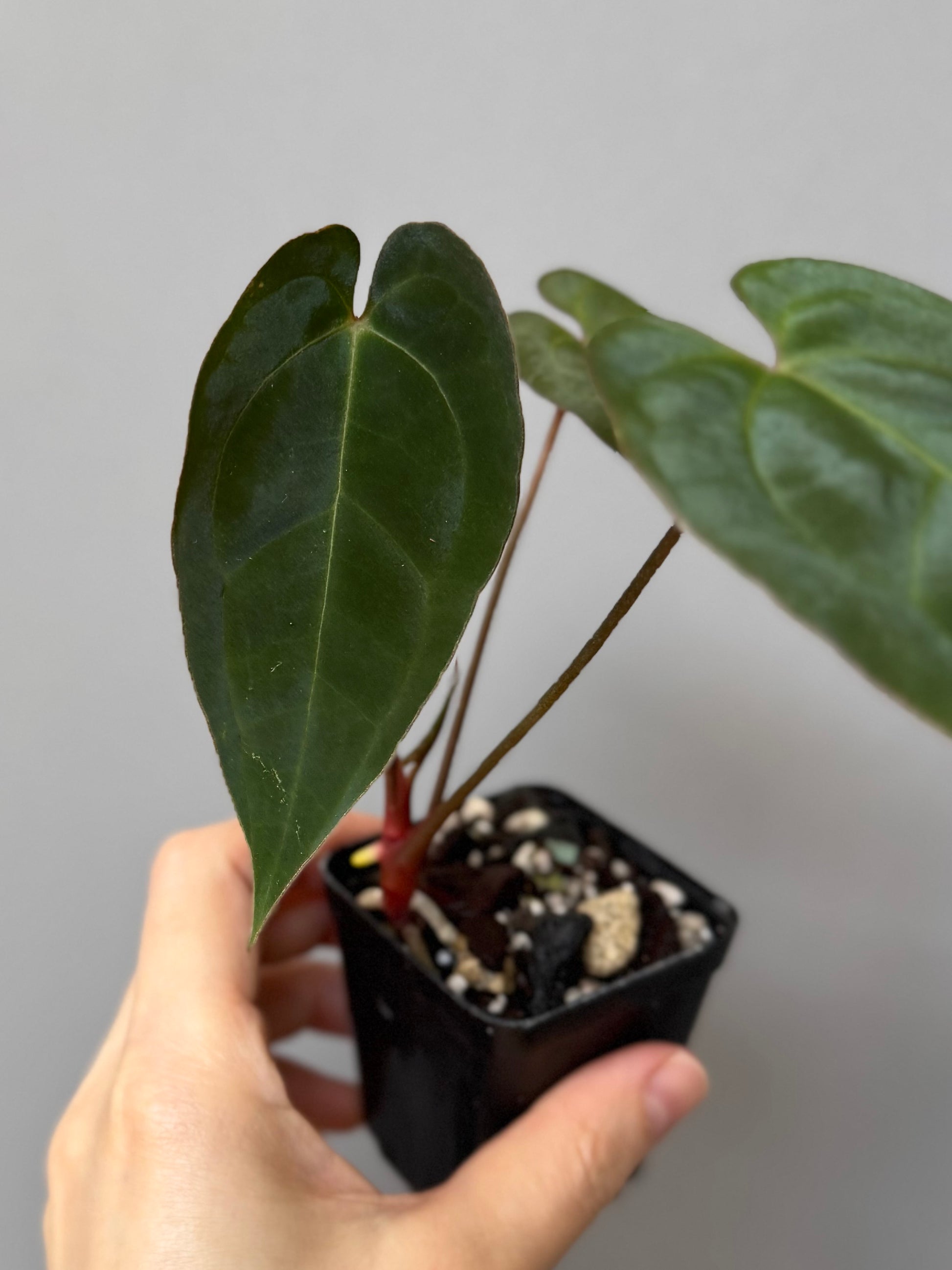Anthurium crystallinum x papillilaminum