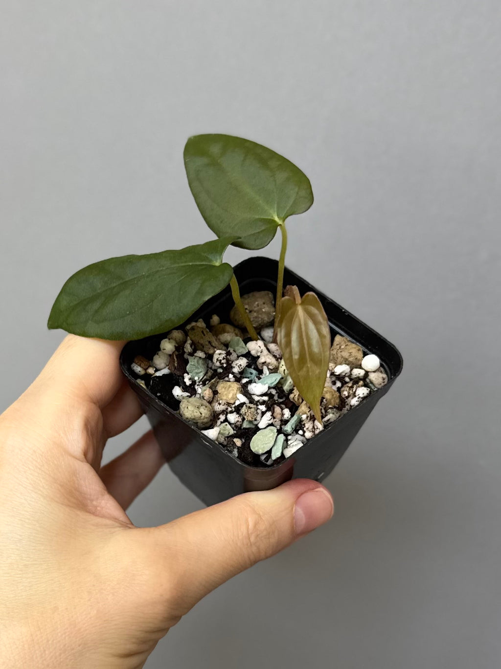Anthurium Papillilaminum Fort Sherman x RG Dressleri (by thelonlysanctuary)