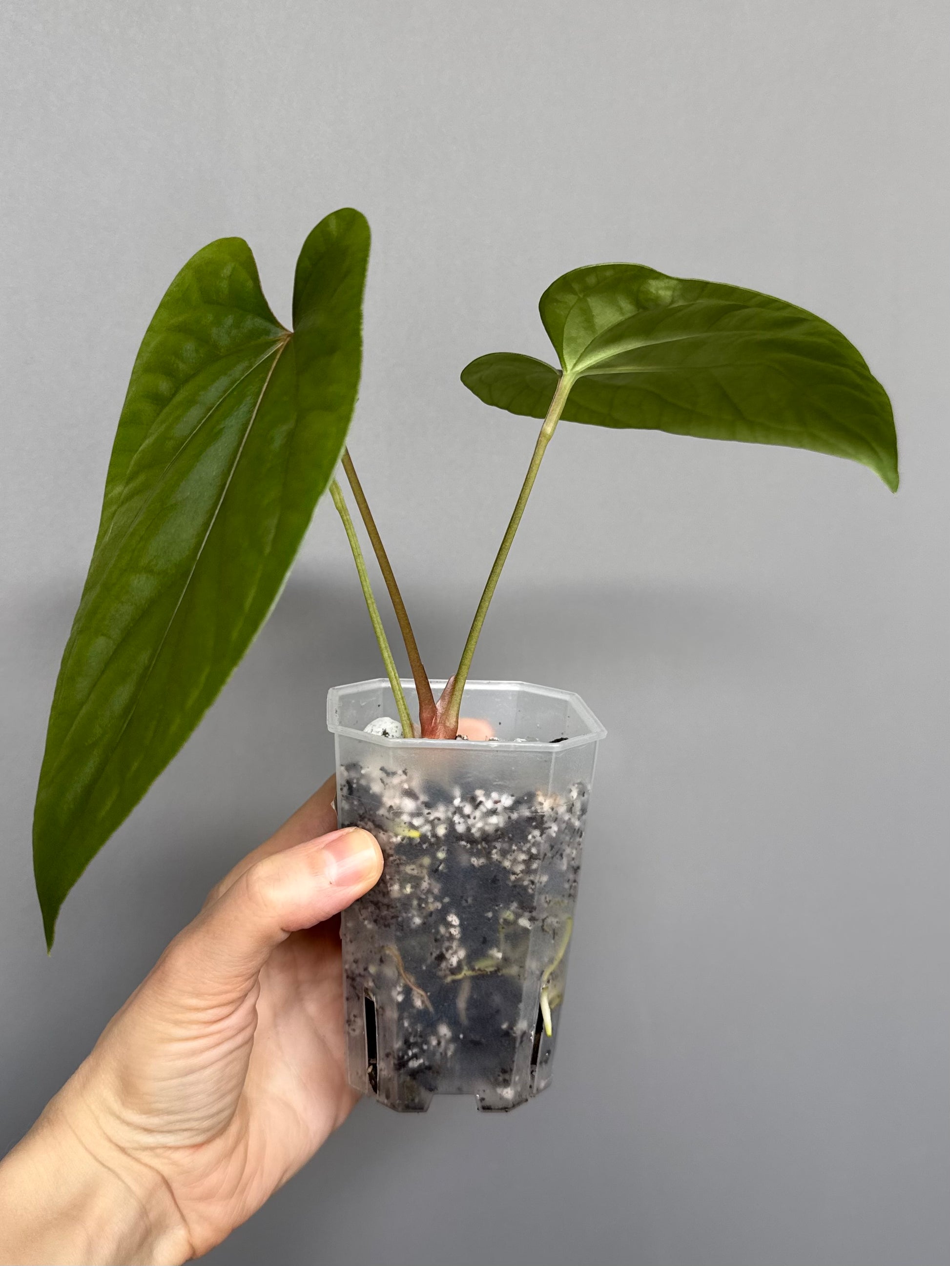 Anthurium Mr. Worldwide x debilis (by variegated_stringray)