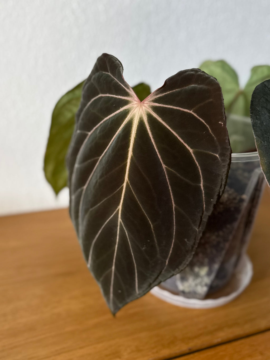 Anthurium ((RG Dressleri x Carlablackiae)xBVEP) X Carlablackiae C1