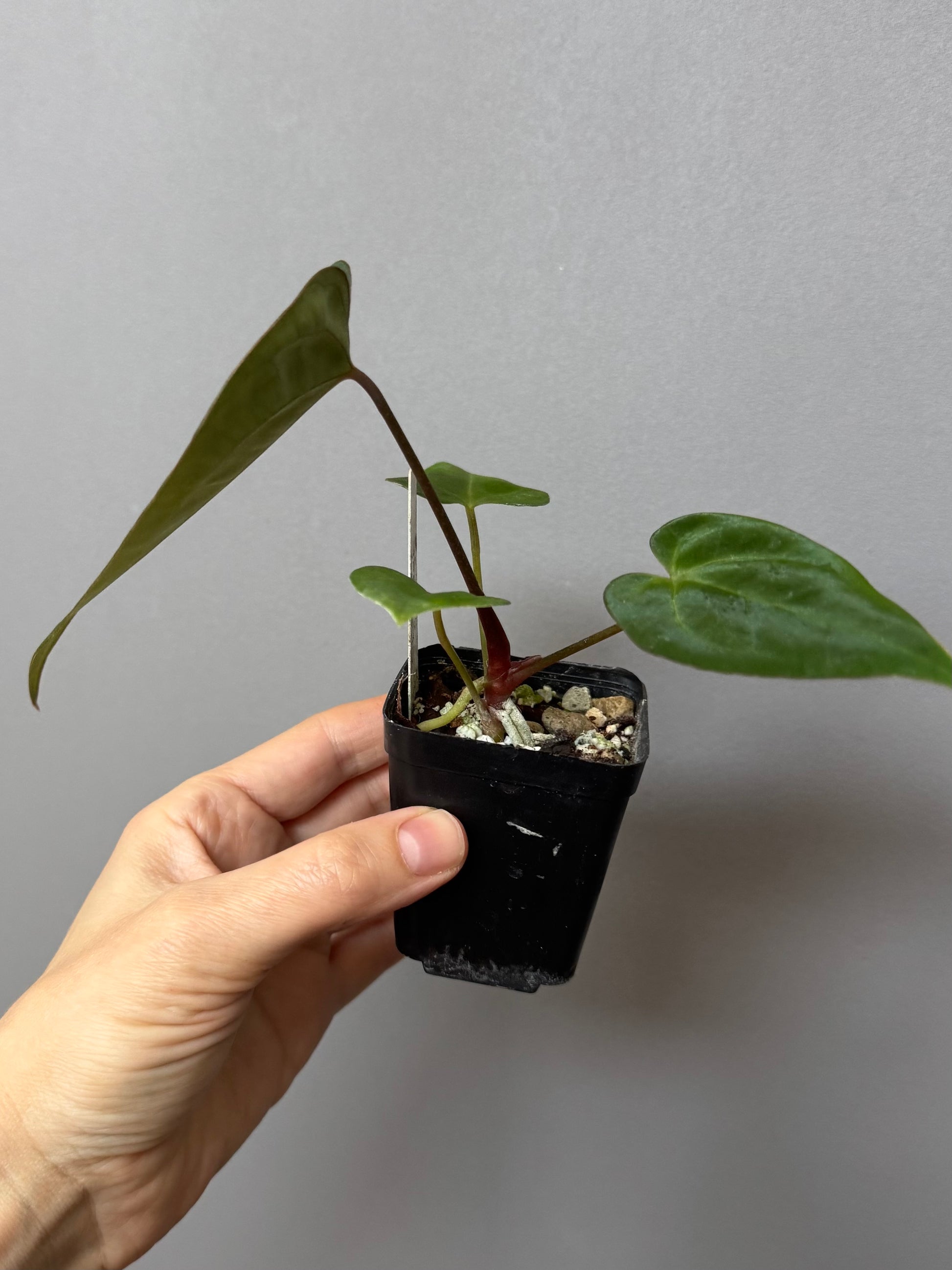 Anthurium crystallinum x papillilaminum
