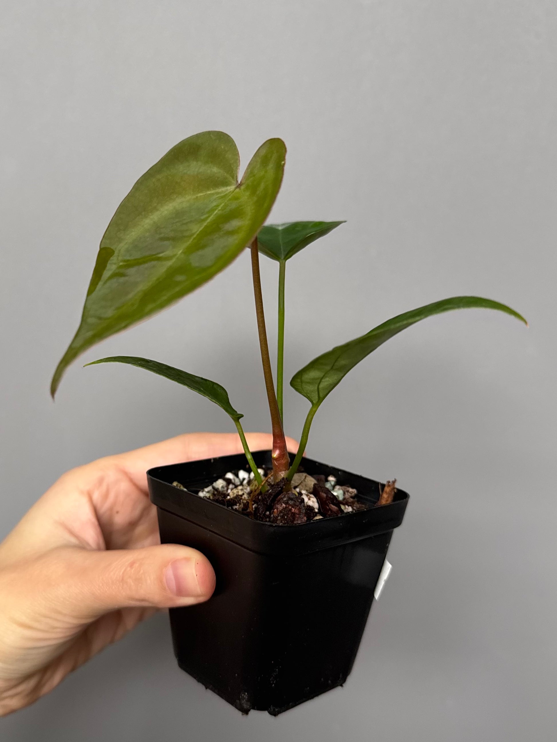 Anthurium (Indo Port x KOS) x (KOS x forgetii)
