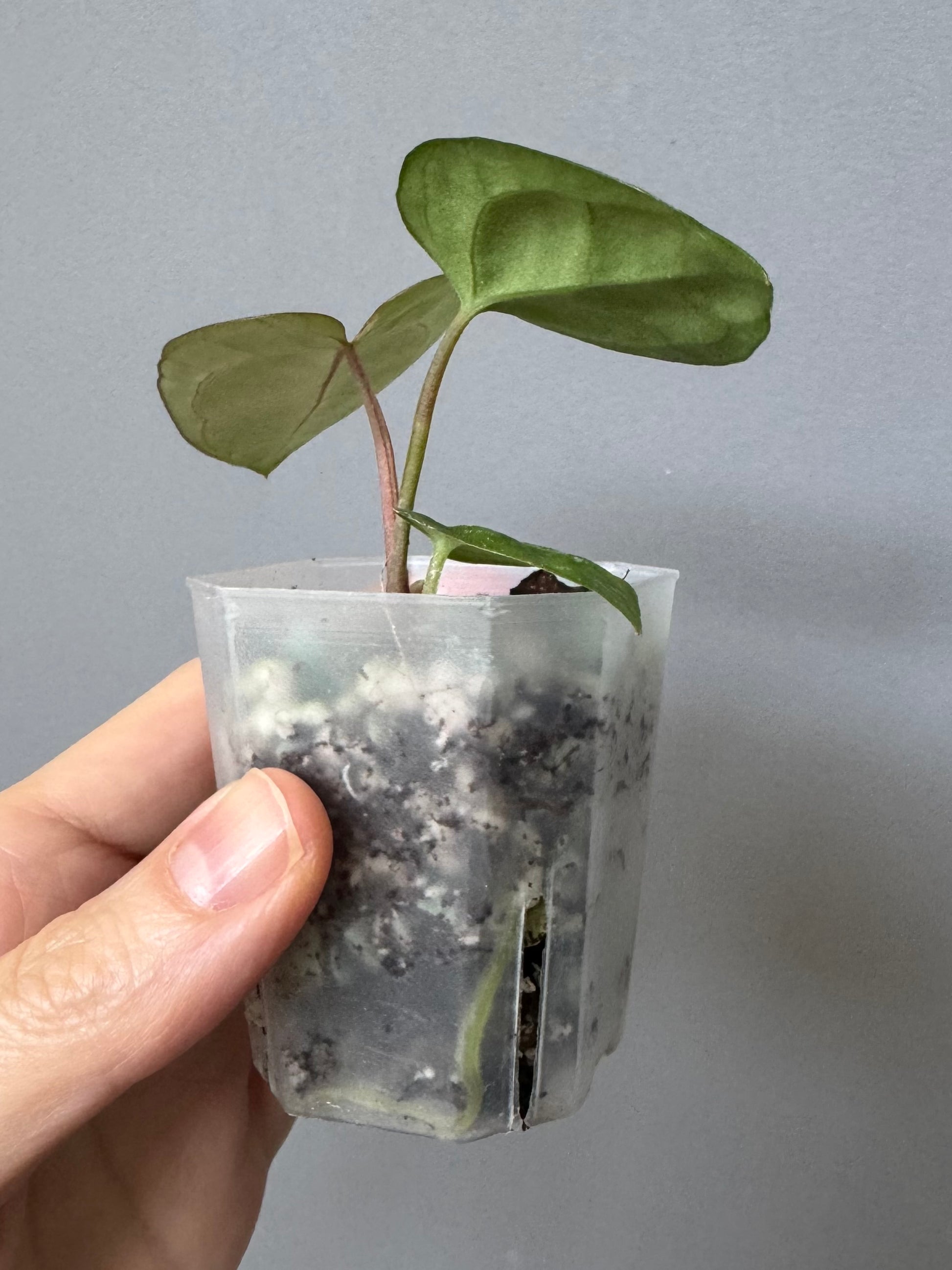 Anthurium AOS df Tezula x Carlablackiae