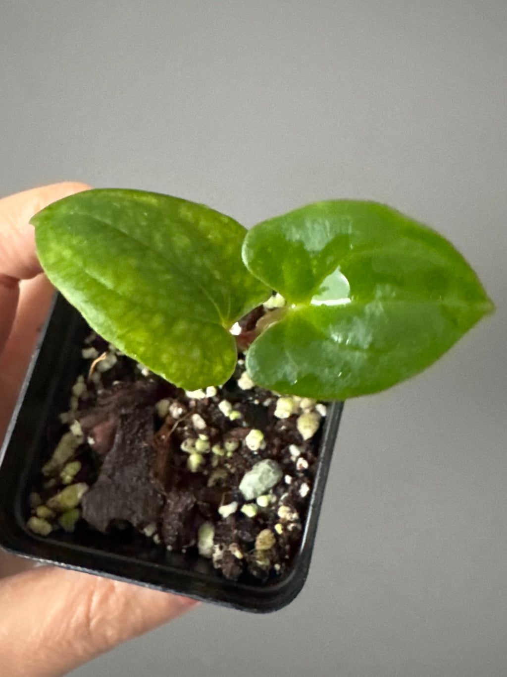 Anthurium papillilaminum Fort Sherman x RVDP (FSxRVDP)