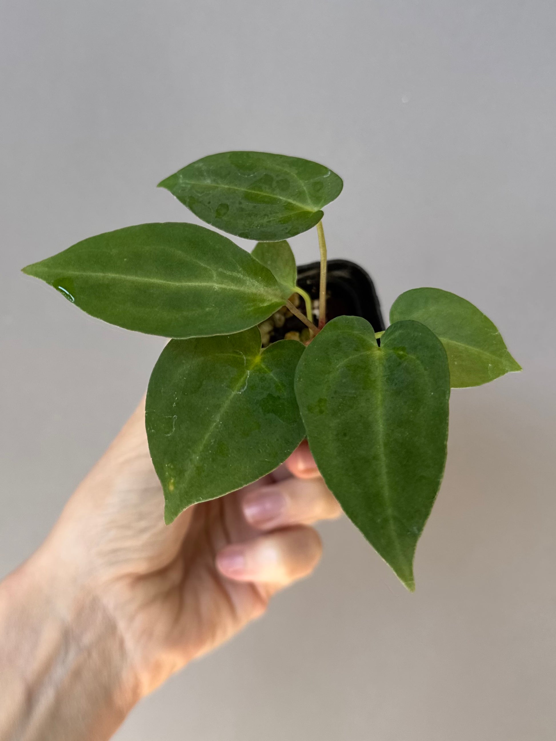 Anthurium (MagCrystal x NoID) x Papillilaminum