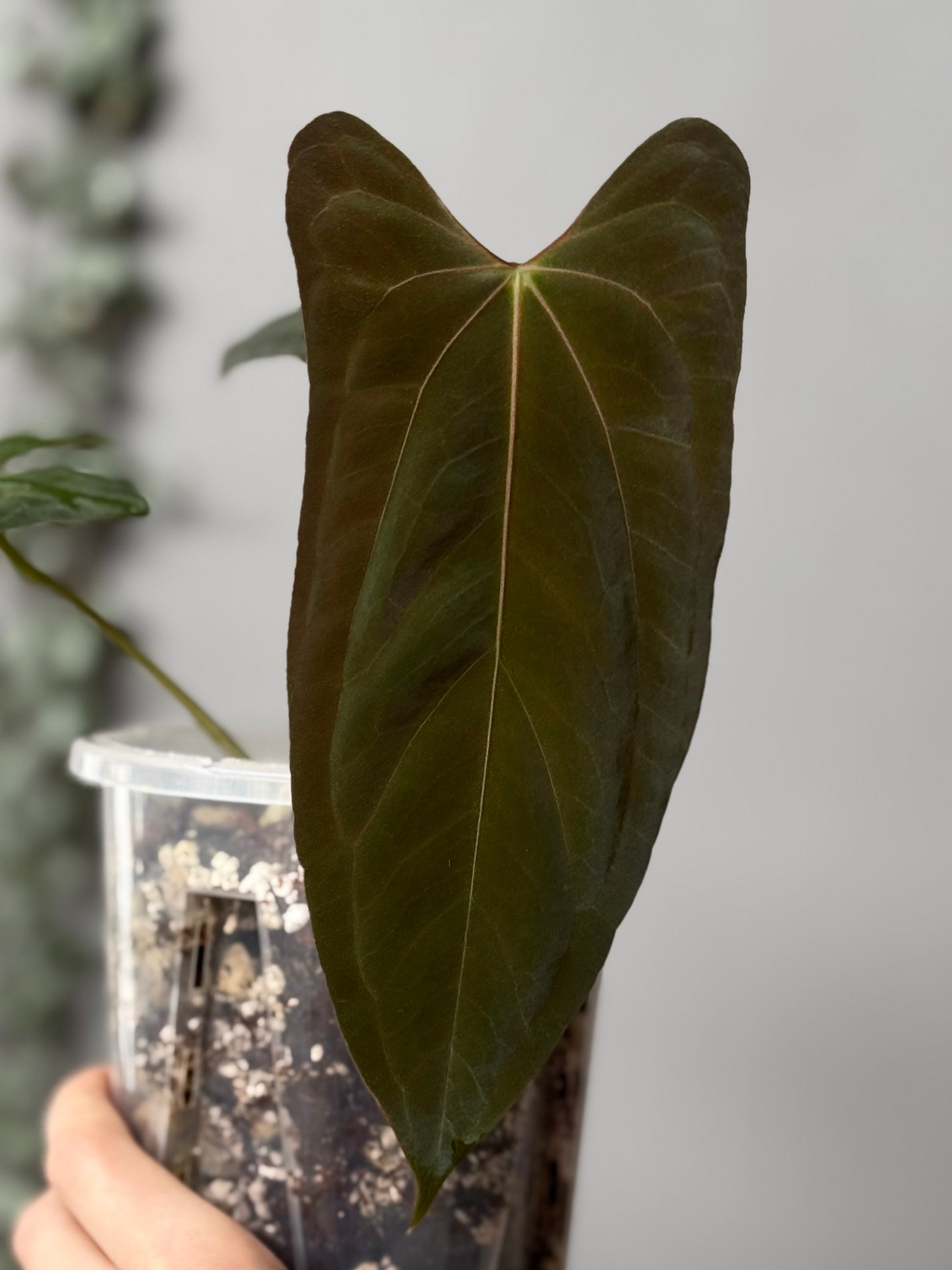 Anthurium papillilaminum 'Fort Sherman' clone
