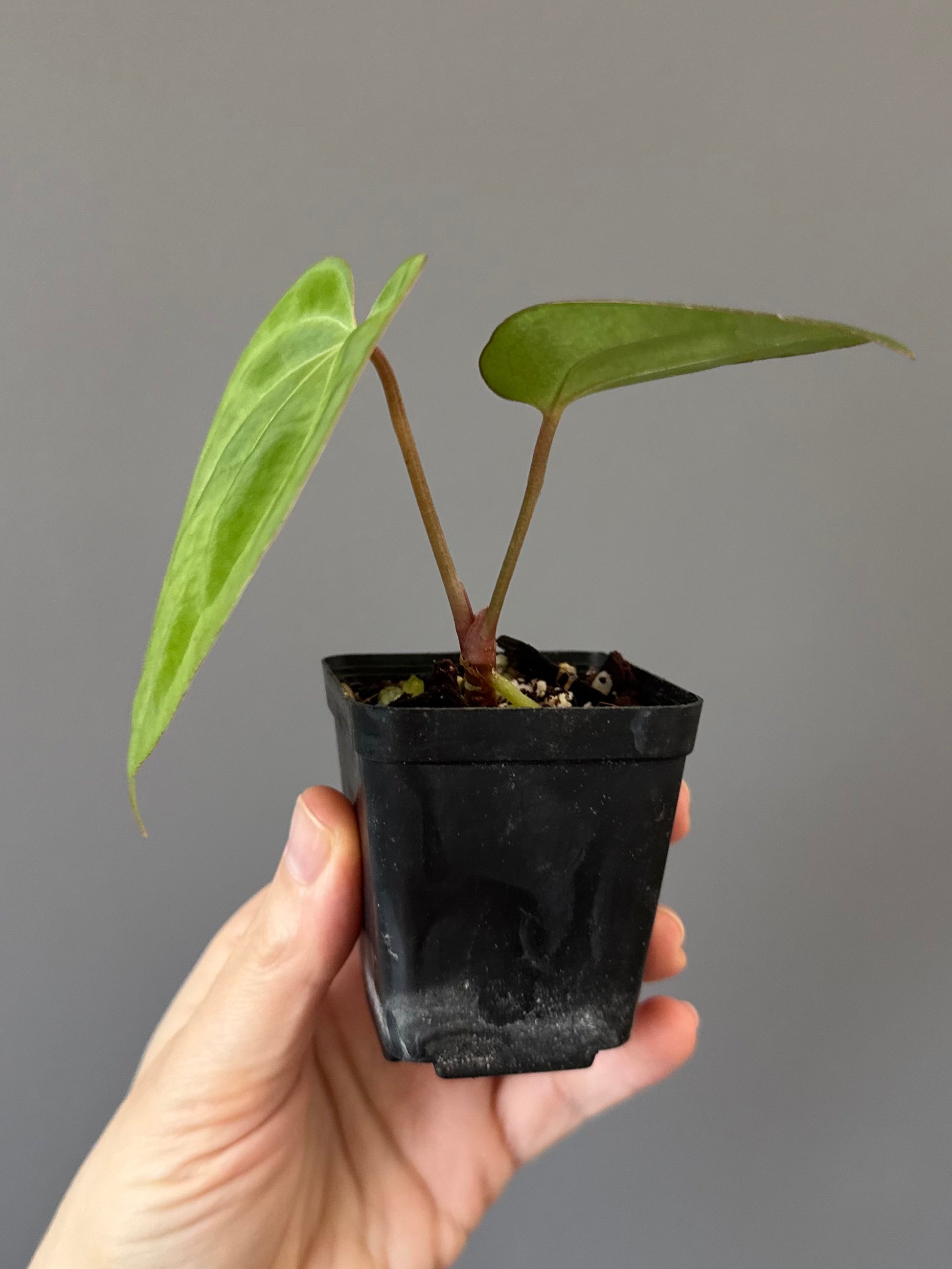 Anthurium Besseae aff. x Papillilaminum