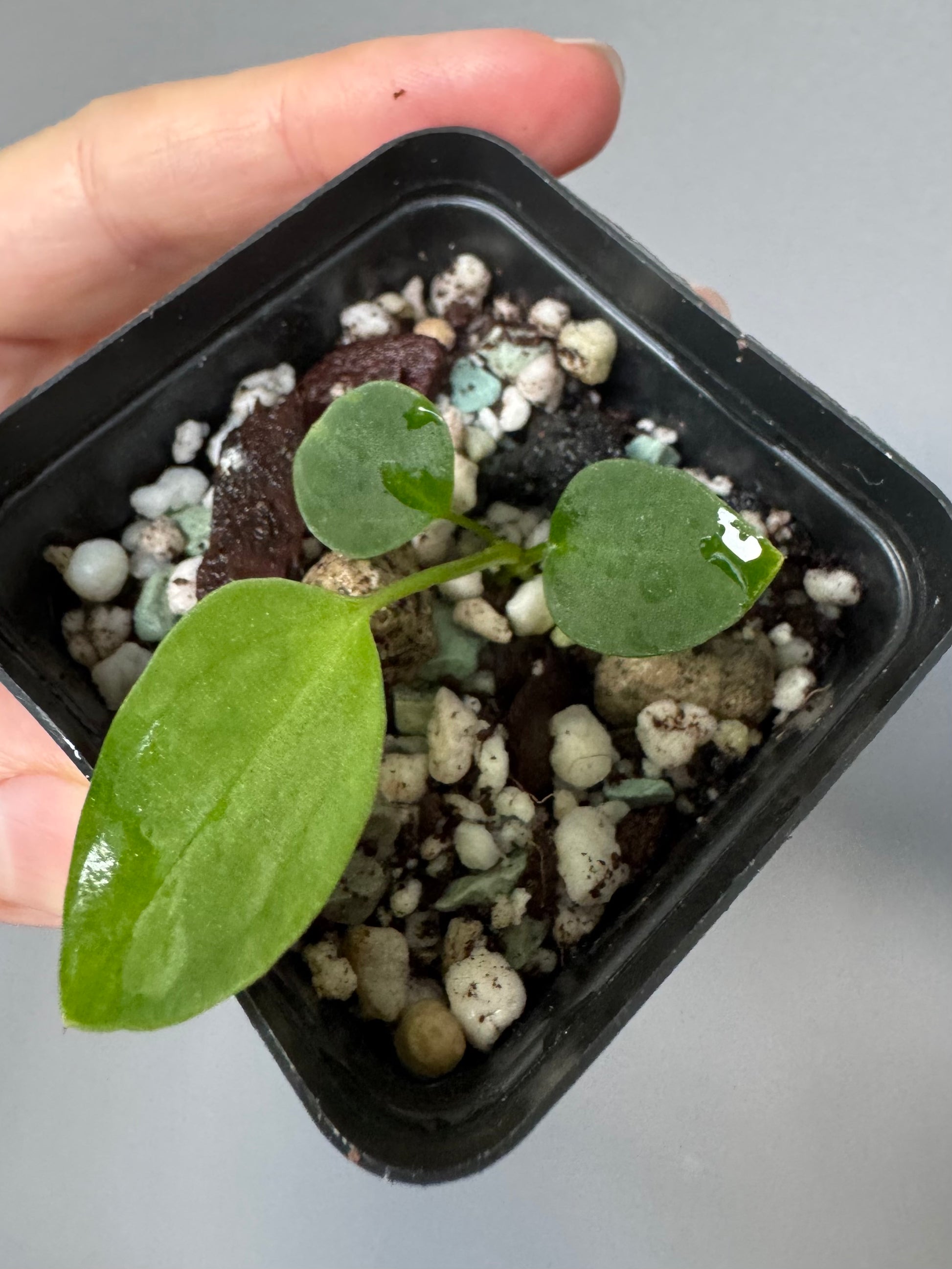 (Papillilaminum Daniel x Besseae aff.) X warocqueanum