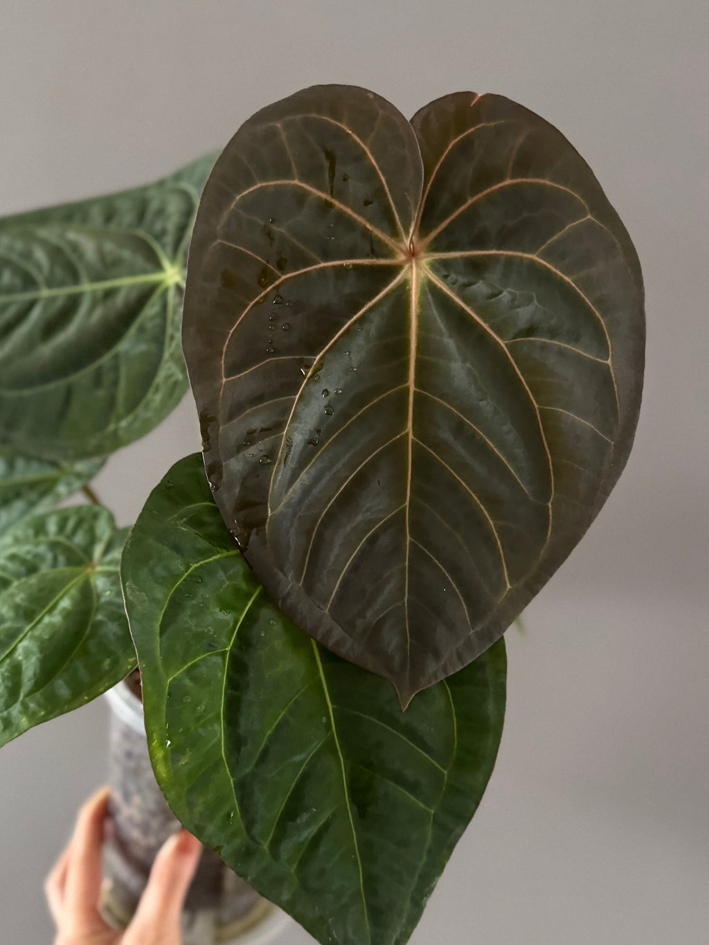 Anthurium NSE Carlablackiae x kunayalense (#1)