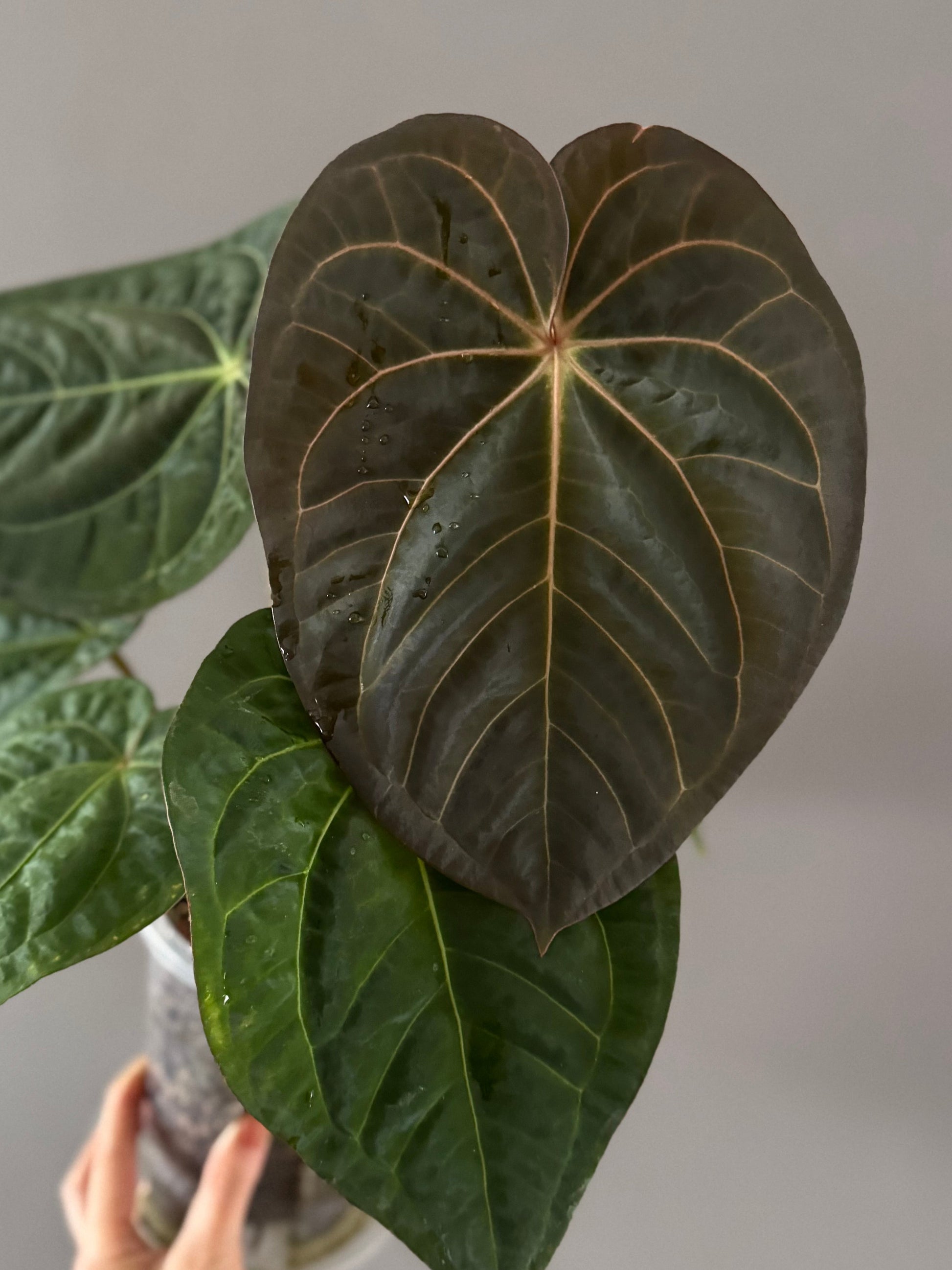 Anthurium NSE Carlablackiae x kunayalense (#1)