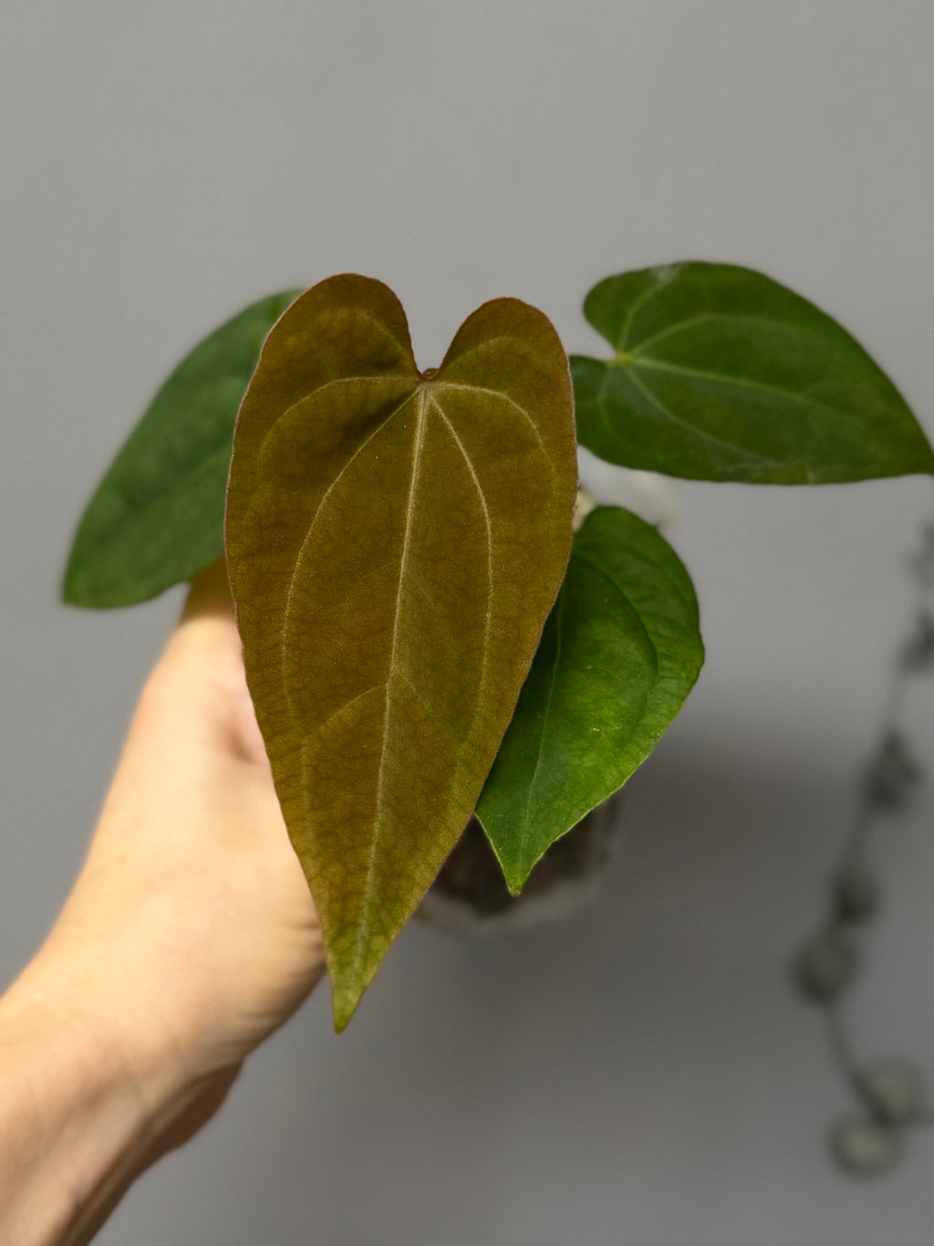 Anthurium Tezula AOS df x BVEP neon (Sarah/botanophile)