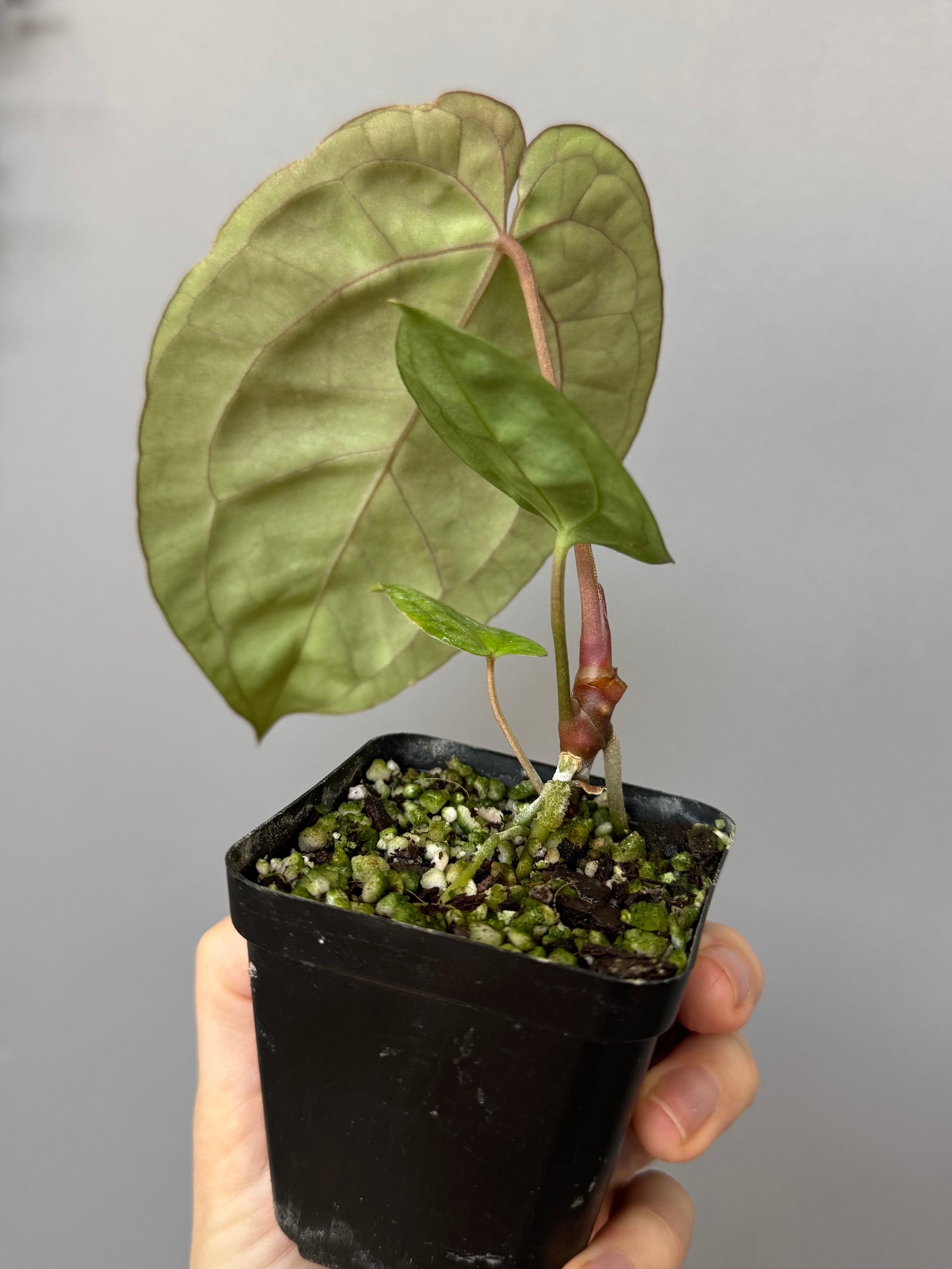 Anthurium papillilaminum x besseae aff.