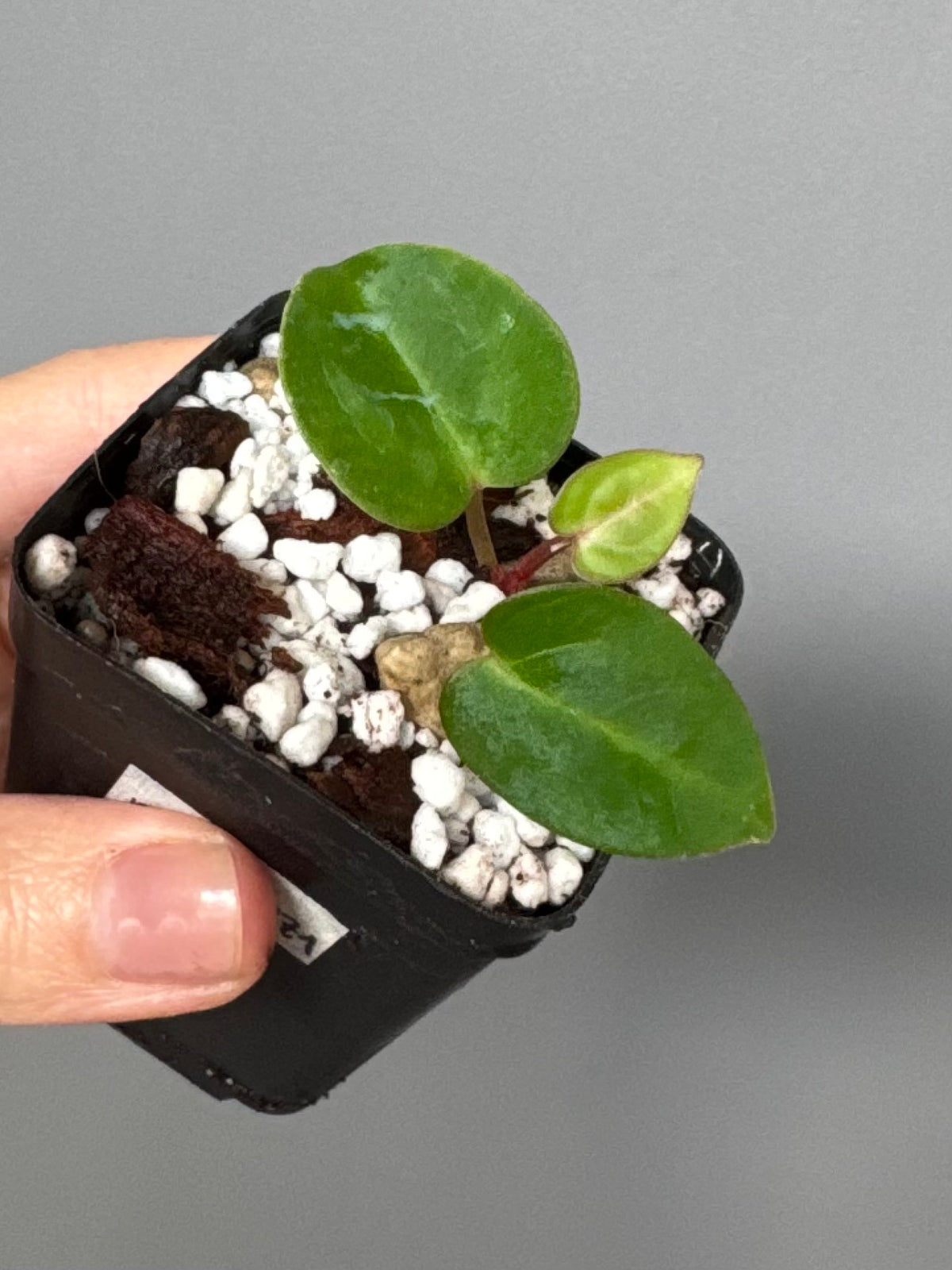 Anthurium carlablackiae RA10 x BUZ1
