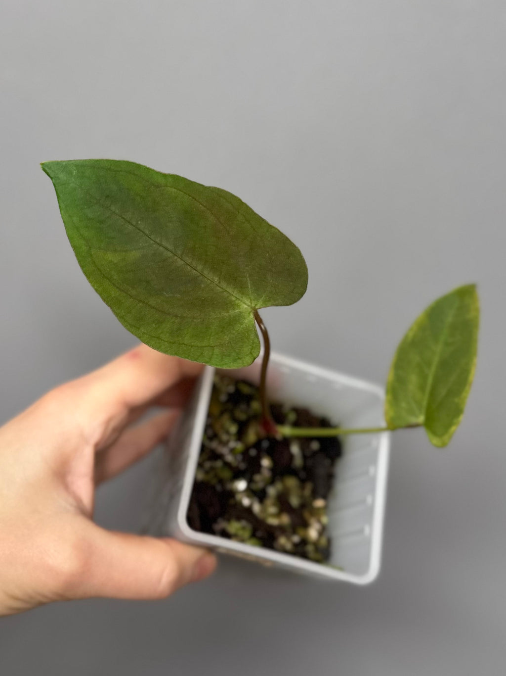 Anthurium Papillilaminum ‘Daniel’ Klon (kein xself)