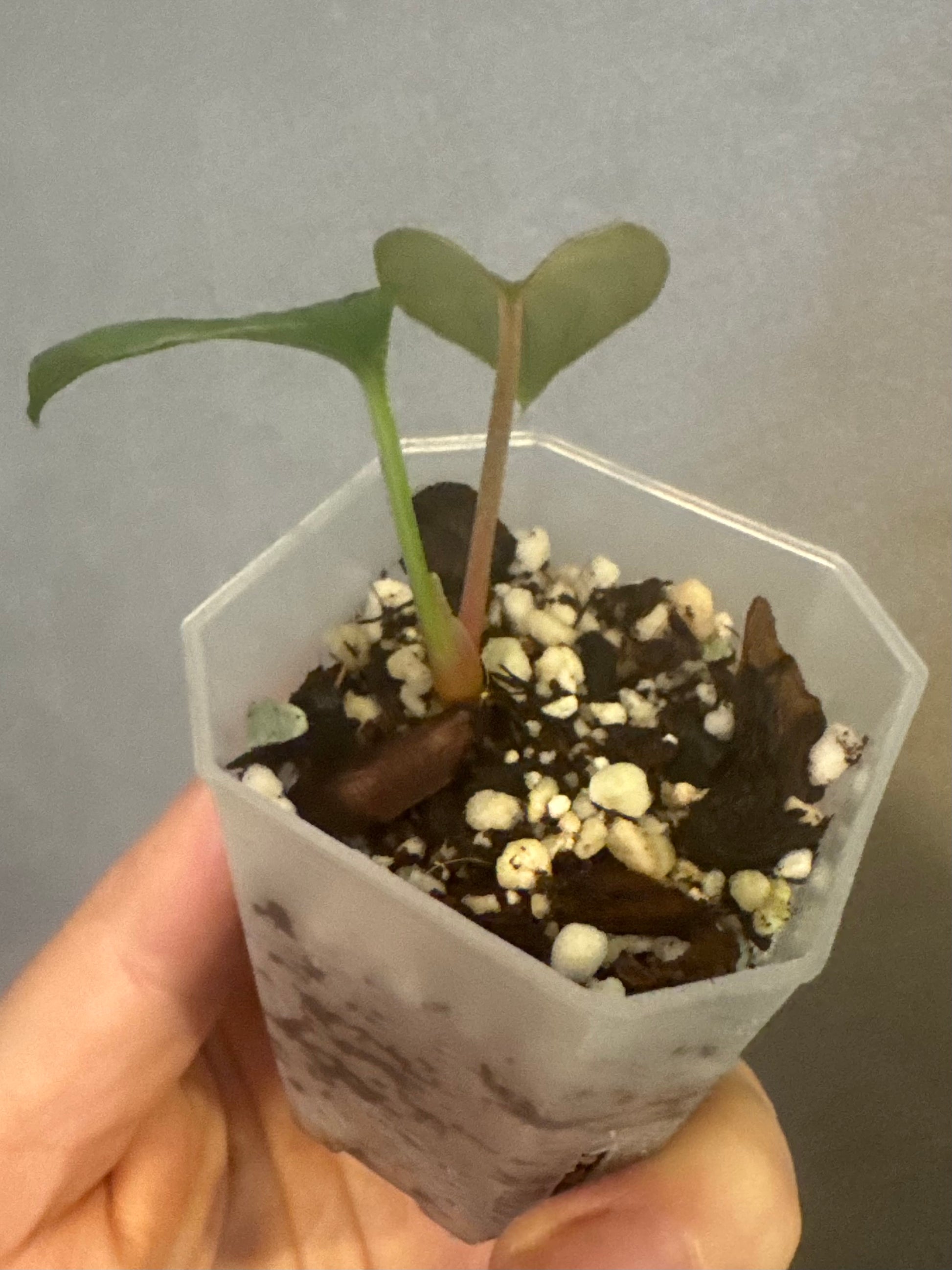 Anthurium luxurians x nigrolaminum ‚Gigi‘