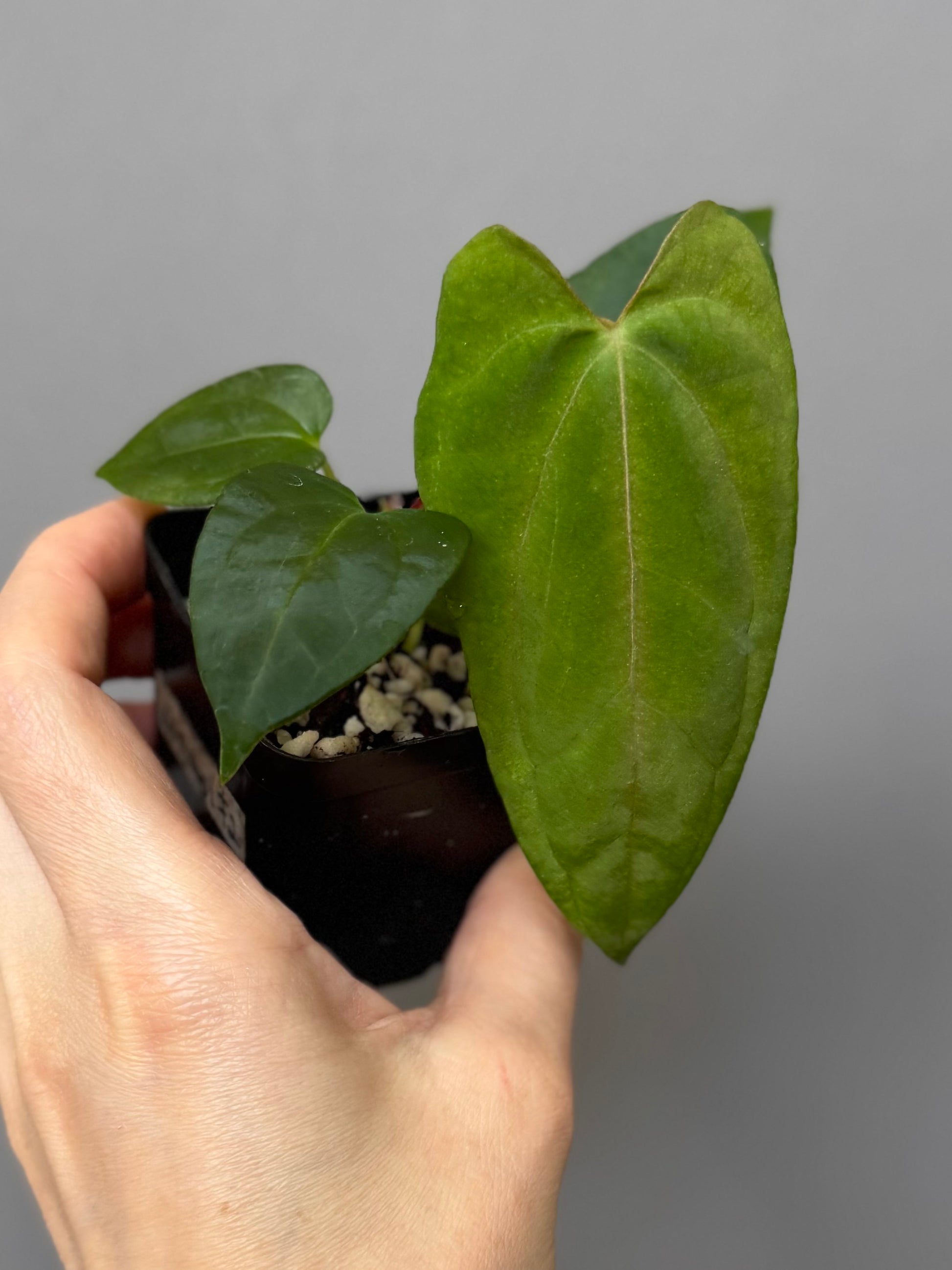 Anthurium (NoID x Papi Indo #2) x  (NoID x Papi Indo #1)