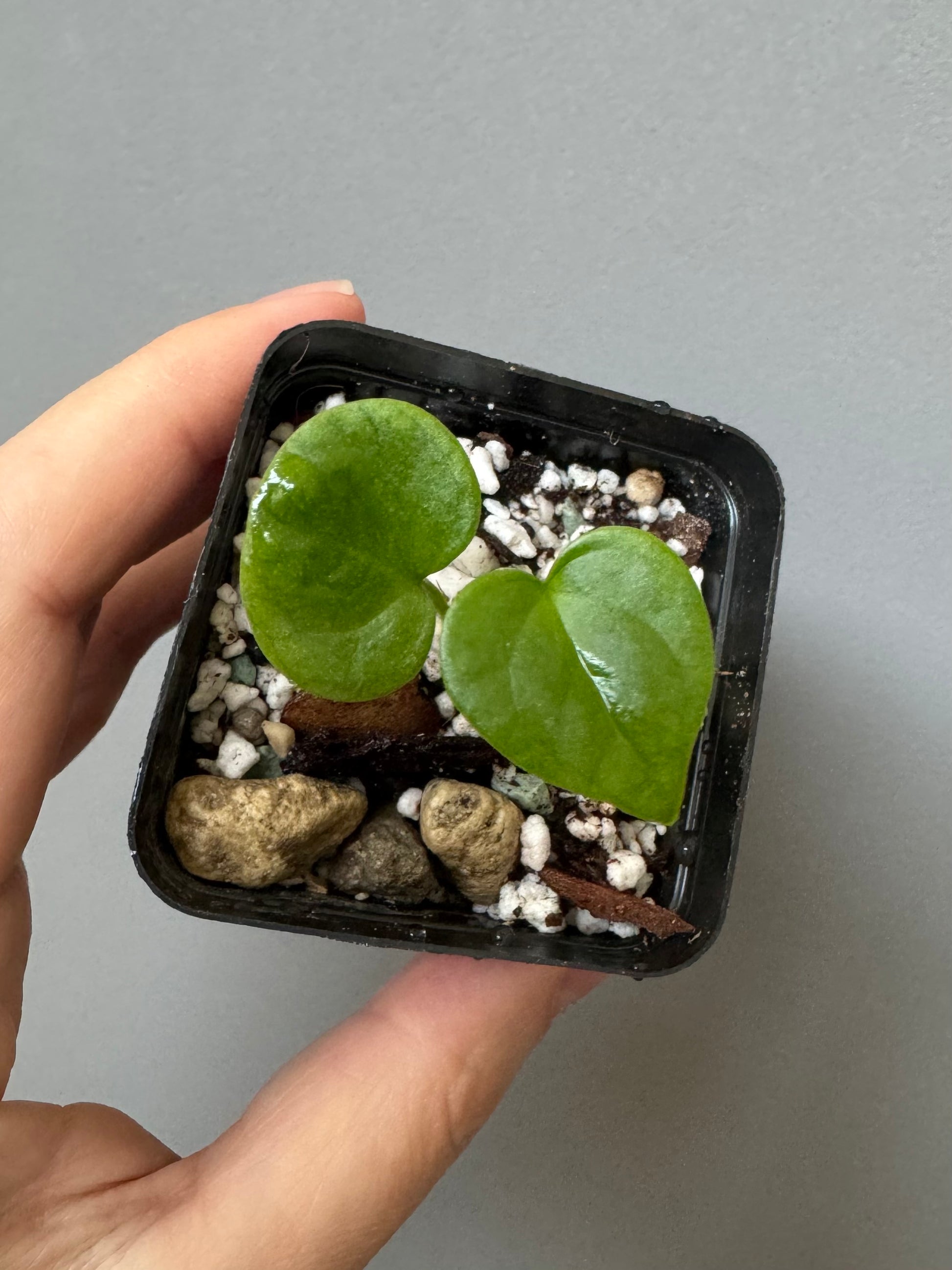 Anthurium ((Midnight Velvet x Red Studd) x NSE CarlaX) x diabloense (seedling #2)