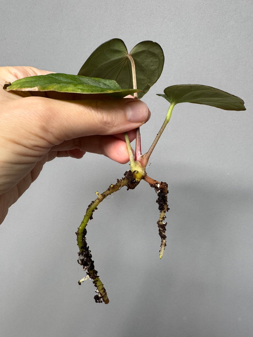 Anthurium ((RG Dressleri x Carlablackiae)xBVEP) X Carlablackiae C1