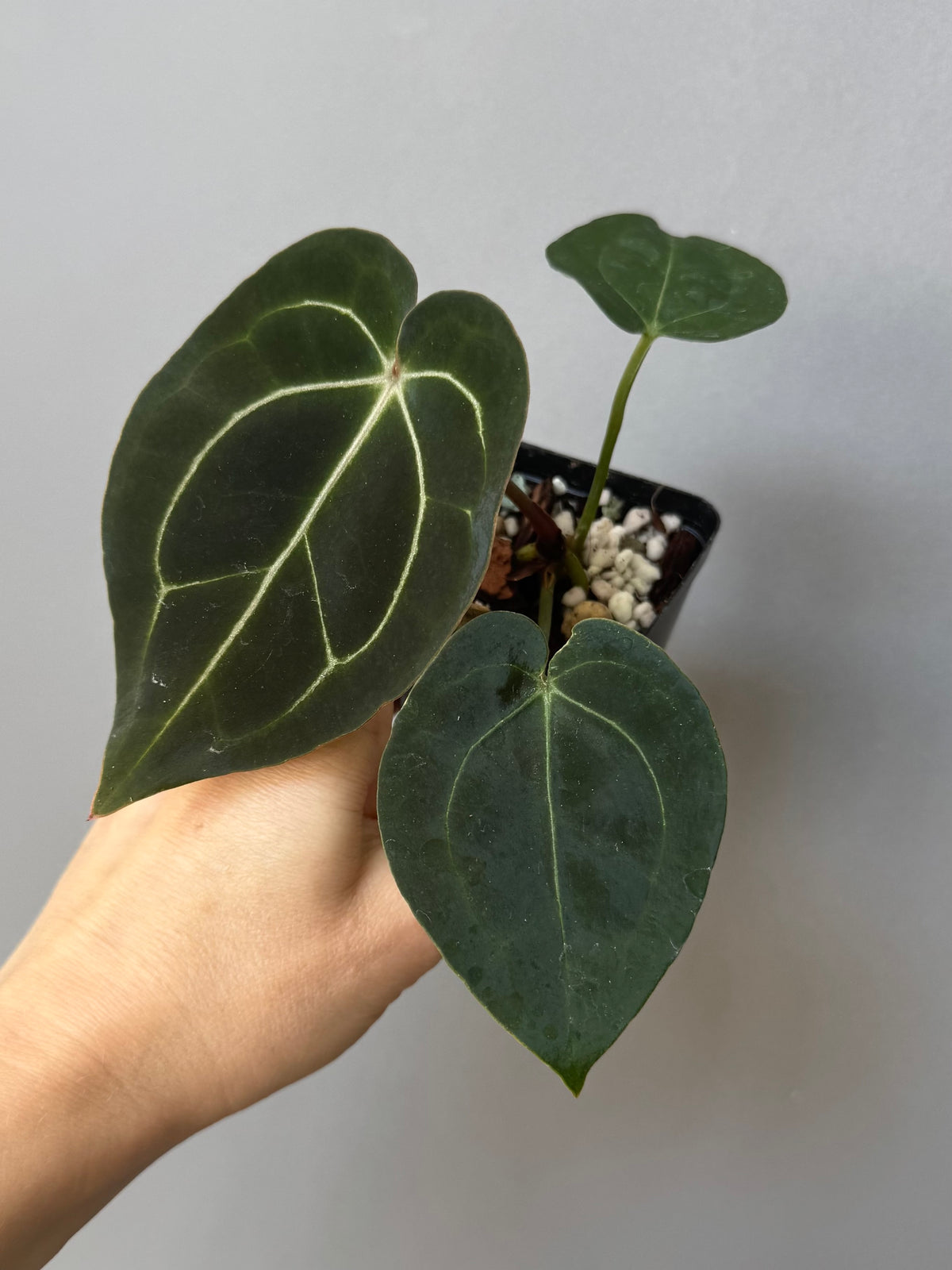 Anthurium (AOS x forgetii) x (NSE Red Crystallinum x Carlablackiae)