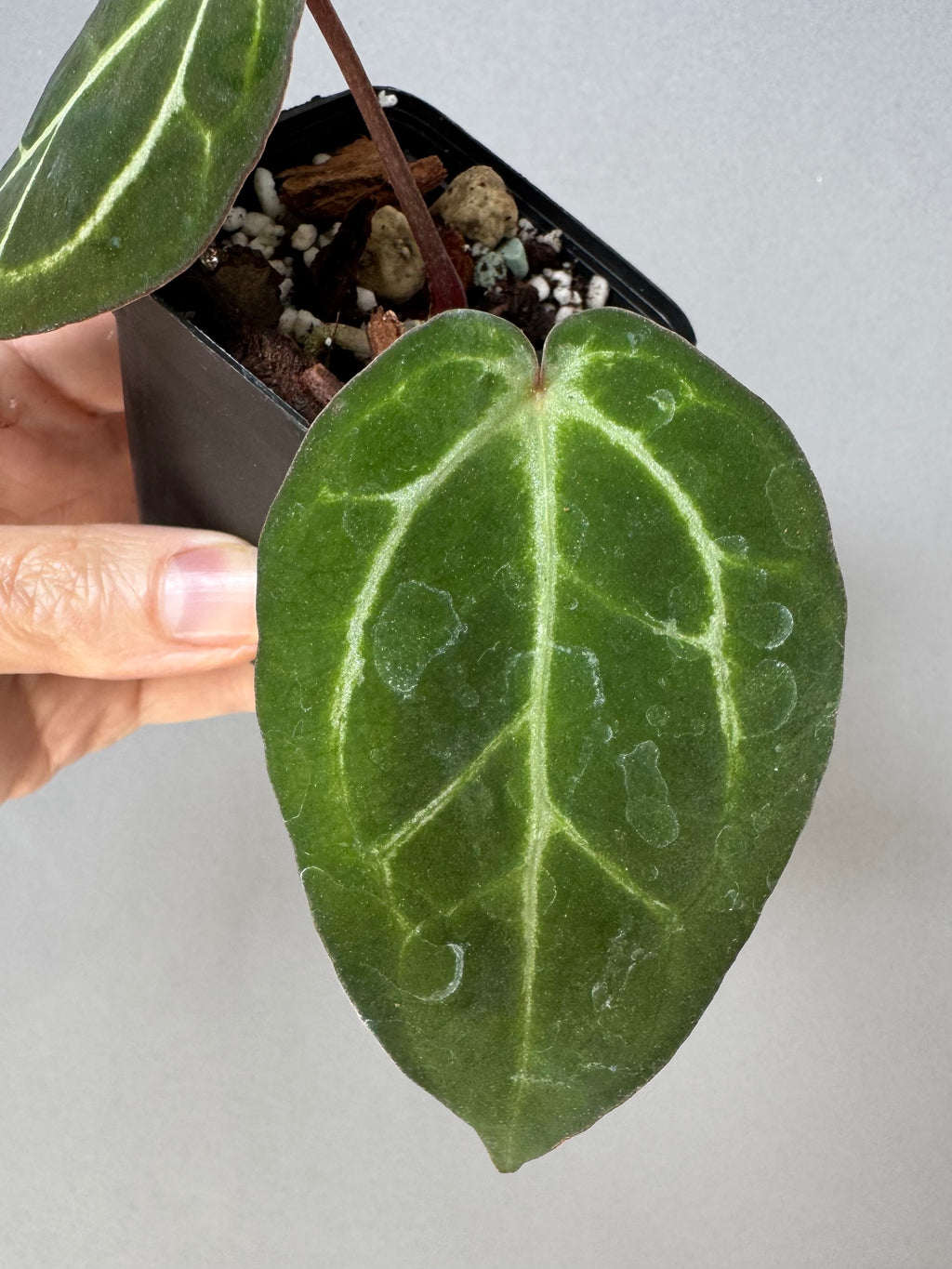 NSE Red Crystallinum x Carlablackiae (blister variegated) Clone/Ableger