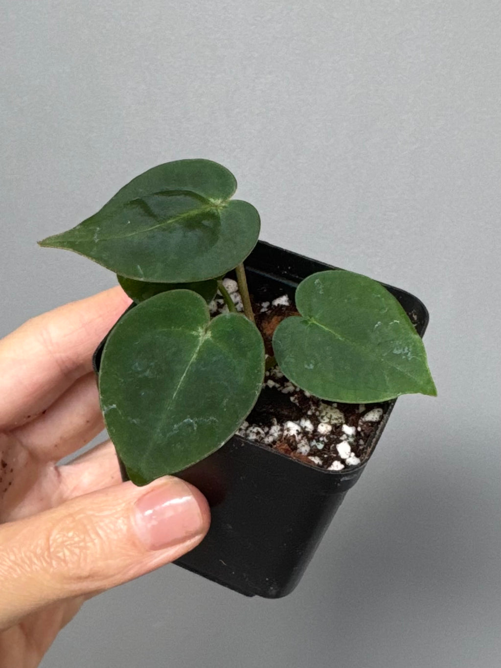Anthurium ((magnificum x crystallinum) x NoID) X Michelle