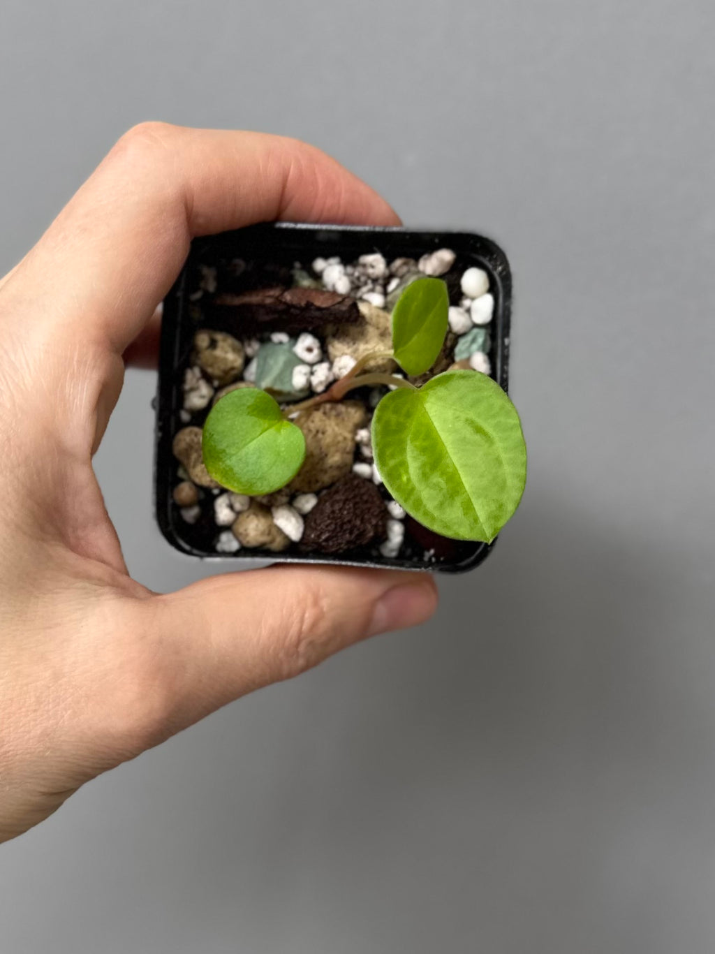 Anthurium NSE Carlablackiae x kunayalense (#1)