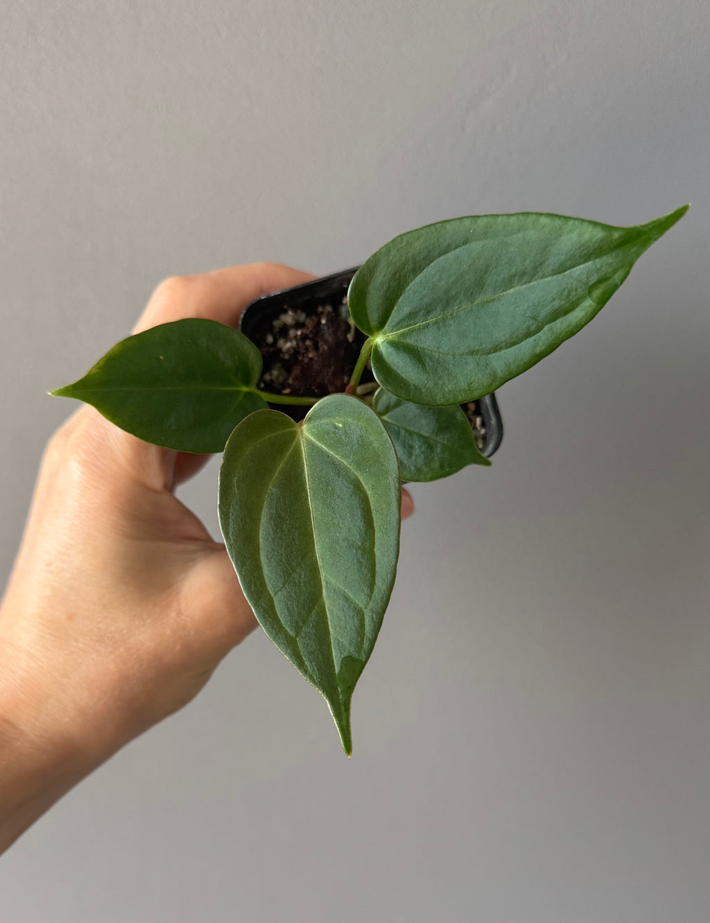Anthurium PapillilaminumX x (KOS x Silver Blush)