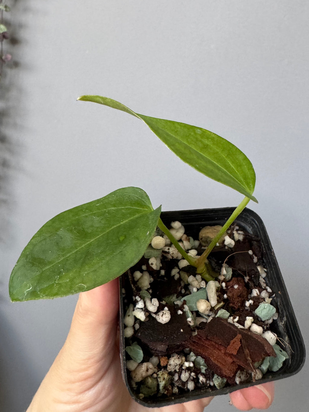 Anthurium (Queen of Hearts x besseae aff OR forgetii) x NSE CarlaX
