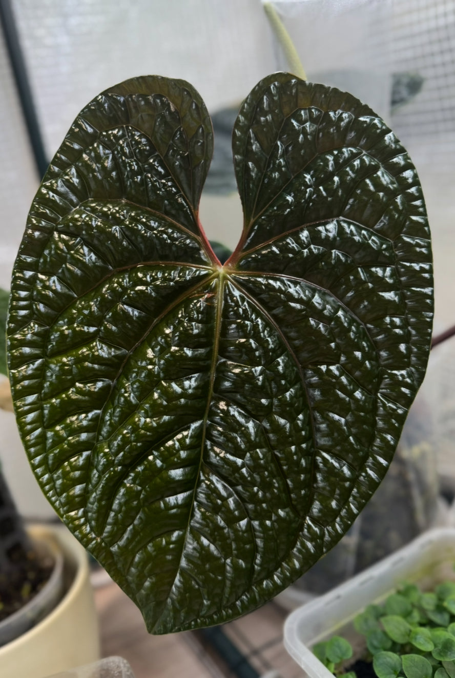 Anthurium (besseae aff. x warocqueanum) - one leafer