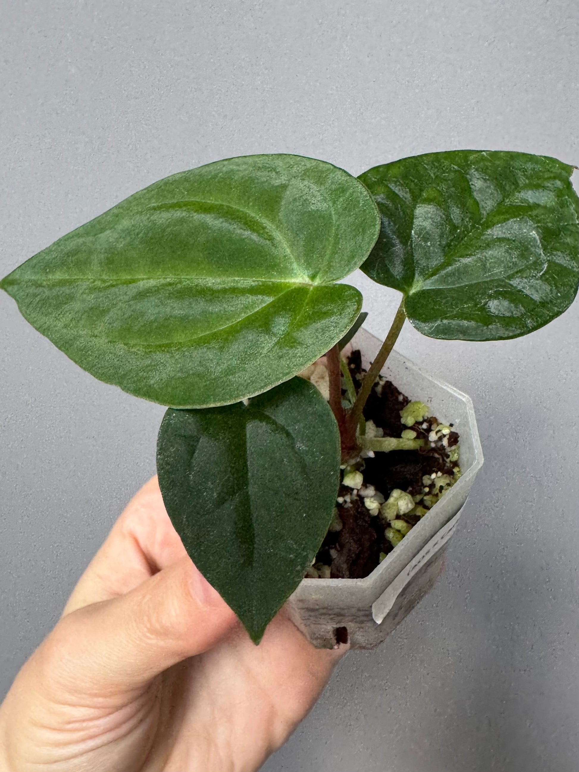 Anthurium (AOS x Carla) x RVDP