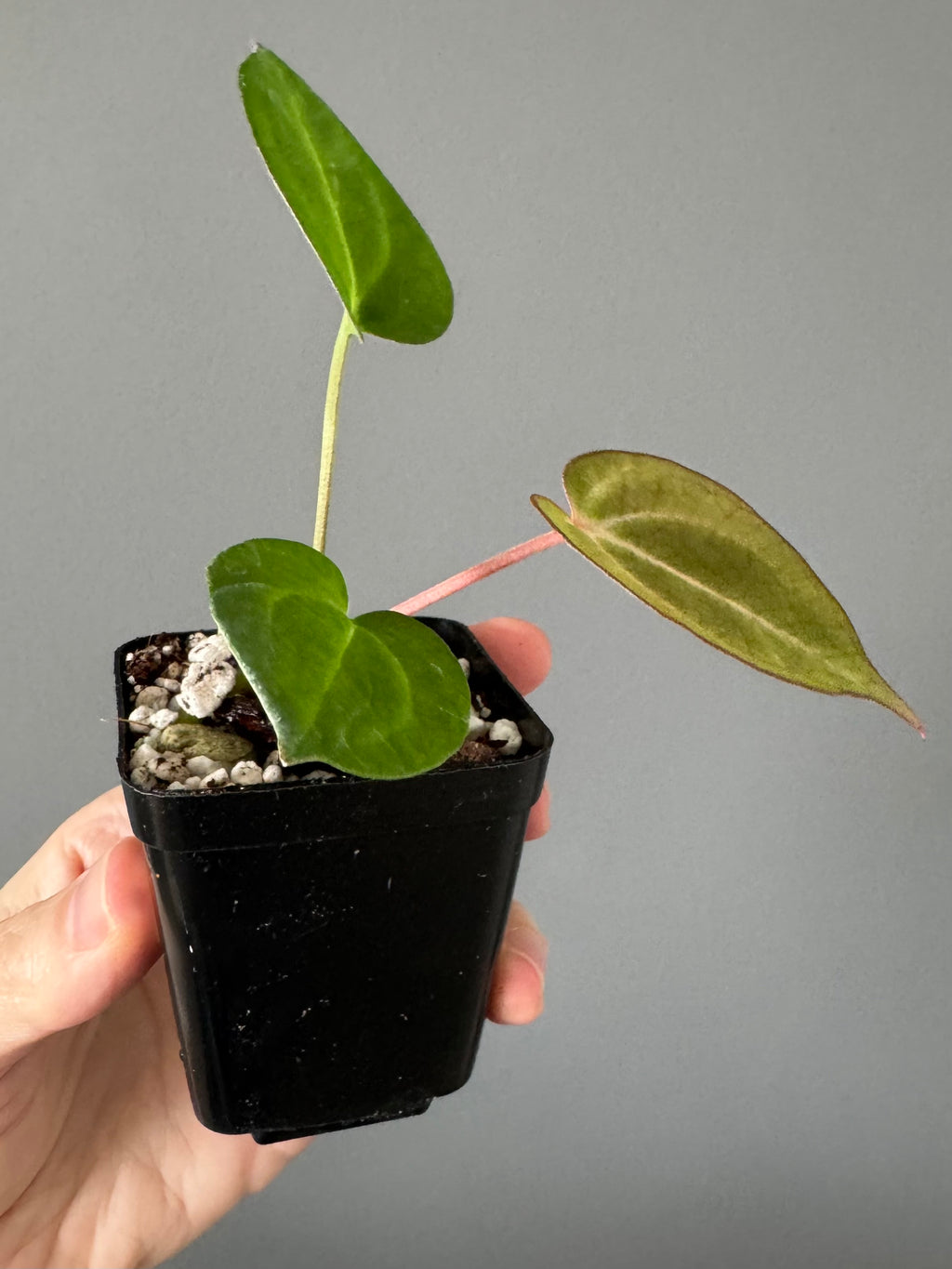 Anthurium NoID