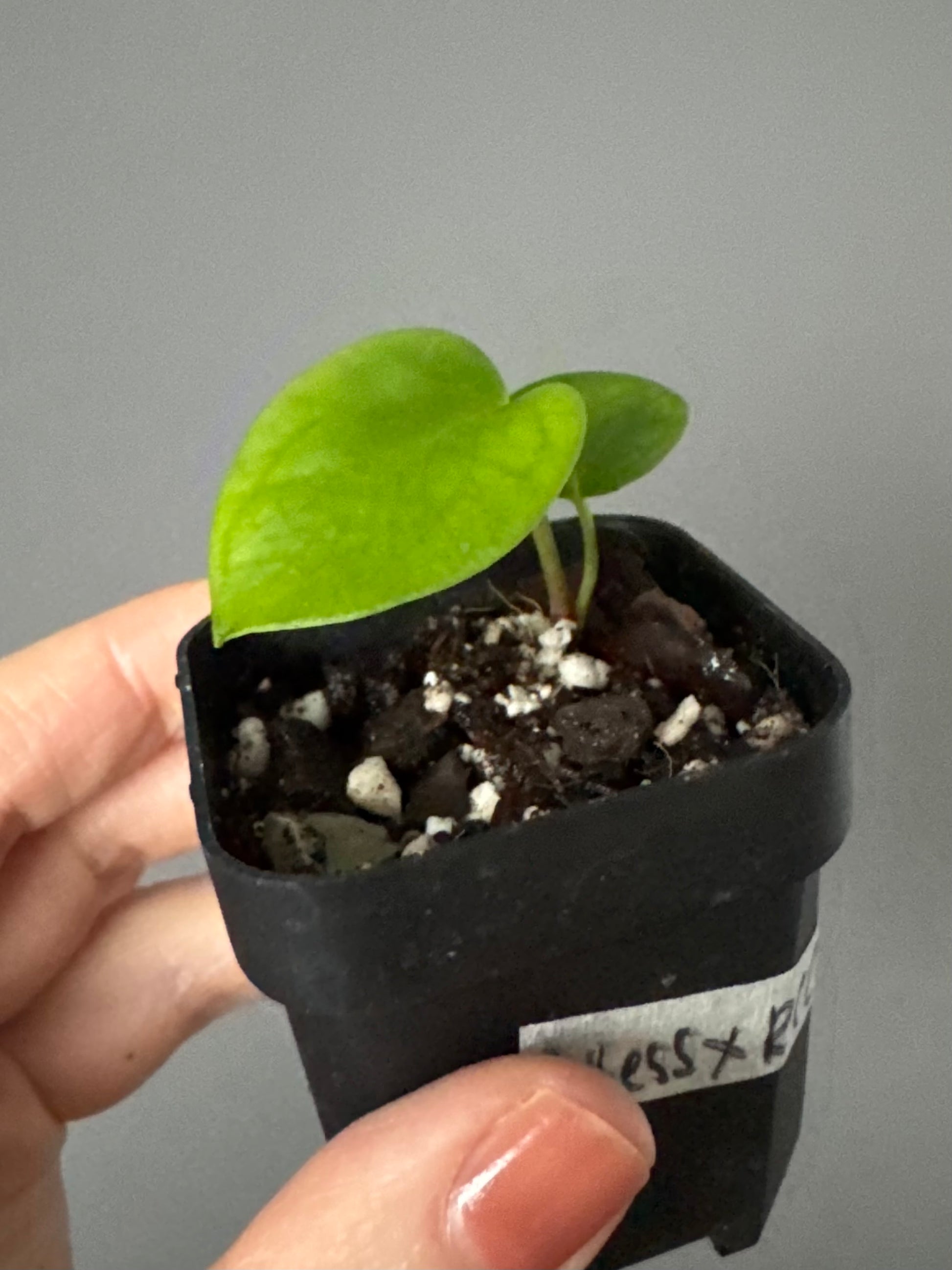 Anthurium (Papillilaminum Daniel x Besseae aff.) x  (NSE Red Crystallinum x Carlablackiae)