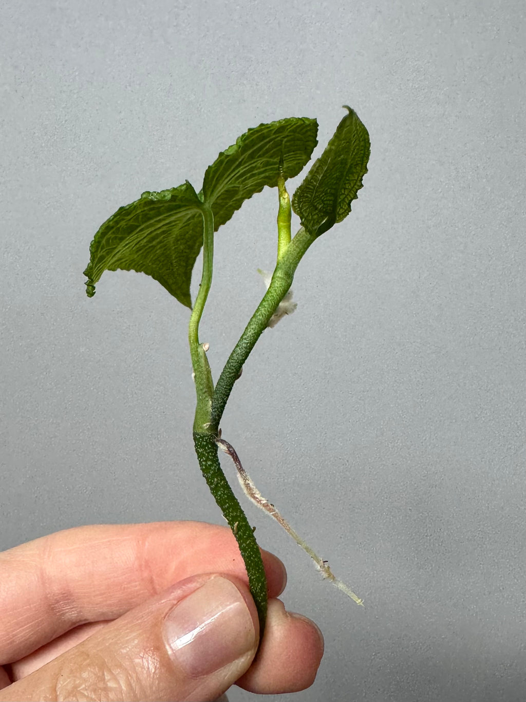 Anthurium clidemioides