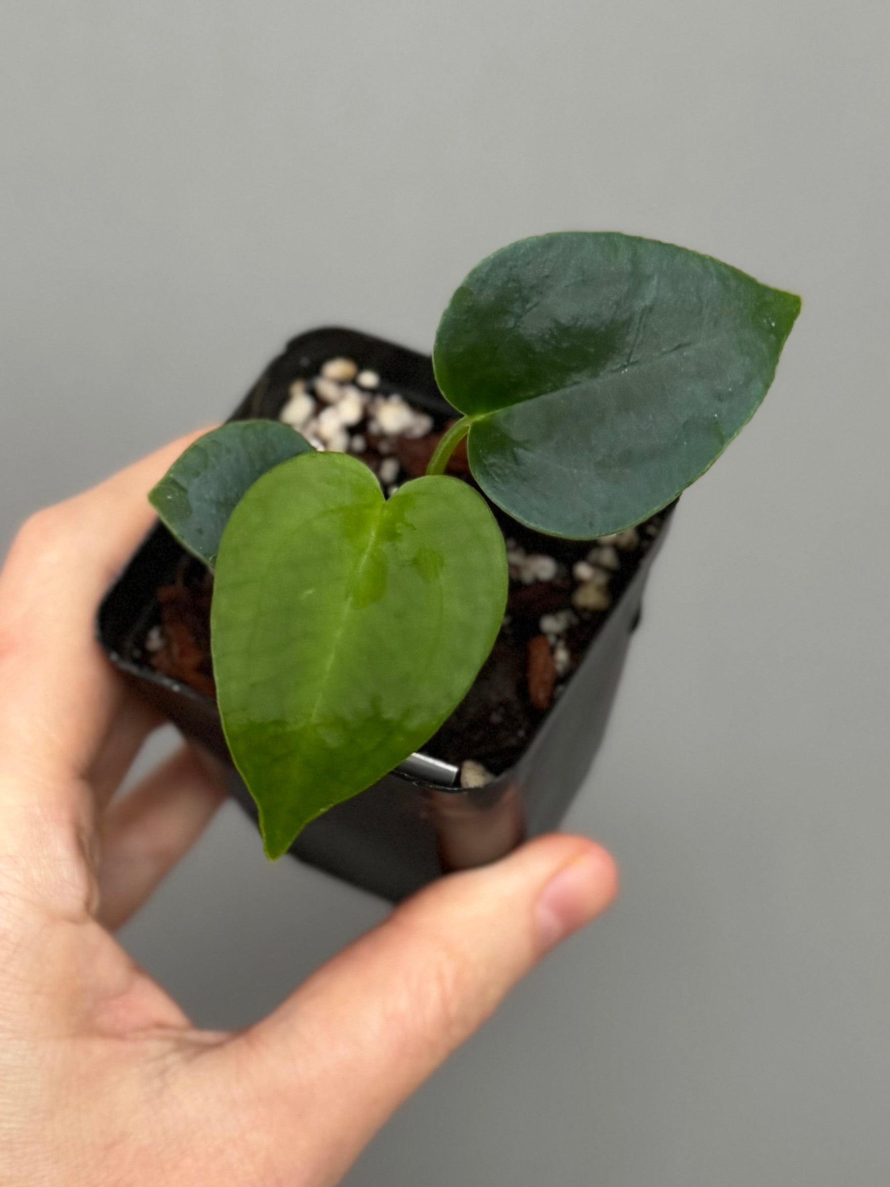 Anthurium (PapillilaminumX x (KOS x Silver Blush)) X (NSE Red Crystallinum x carlablackiae)
