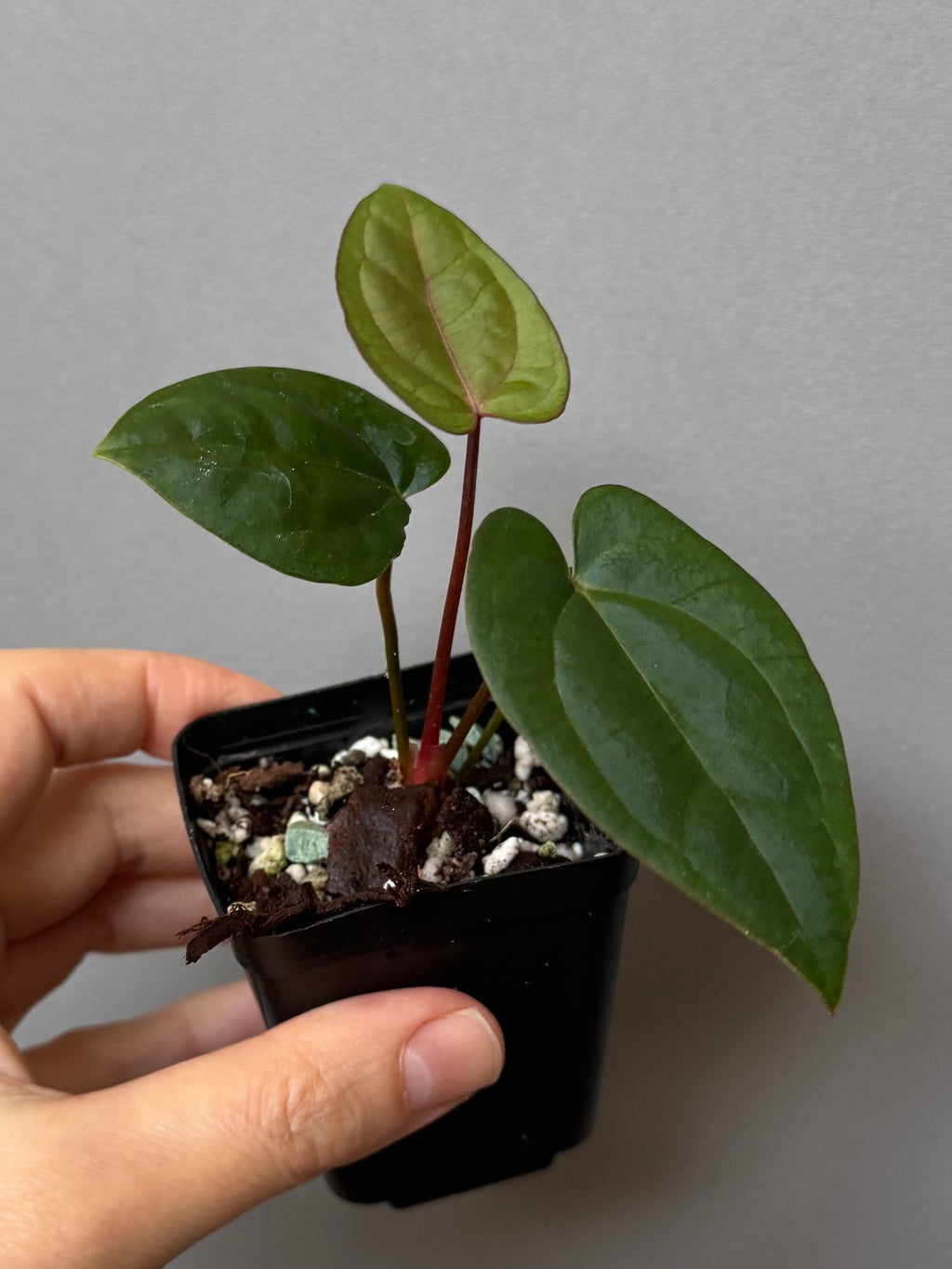 Anthurium (AOS x Carla) x RVDP