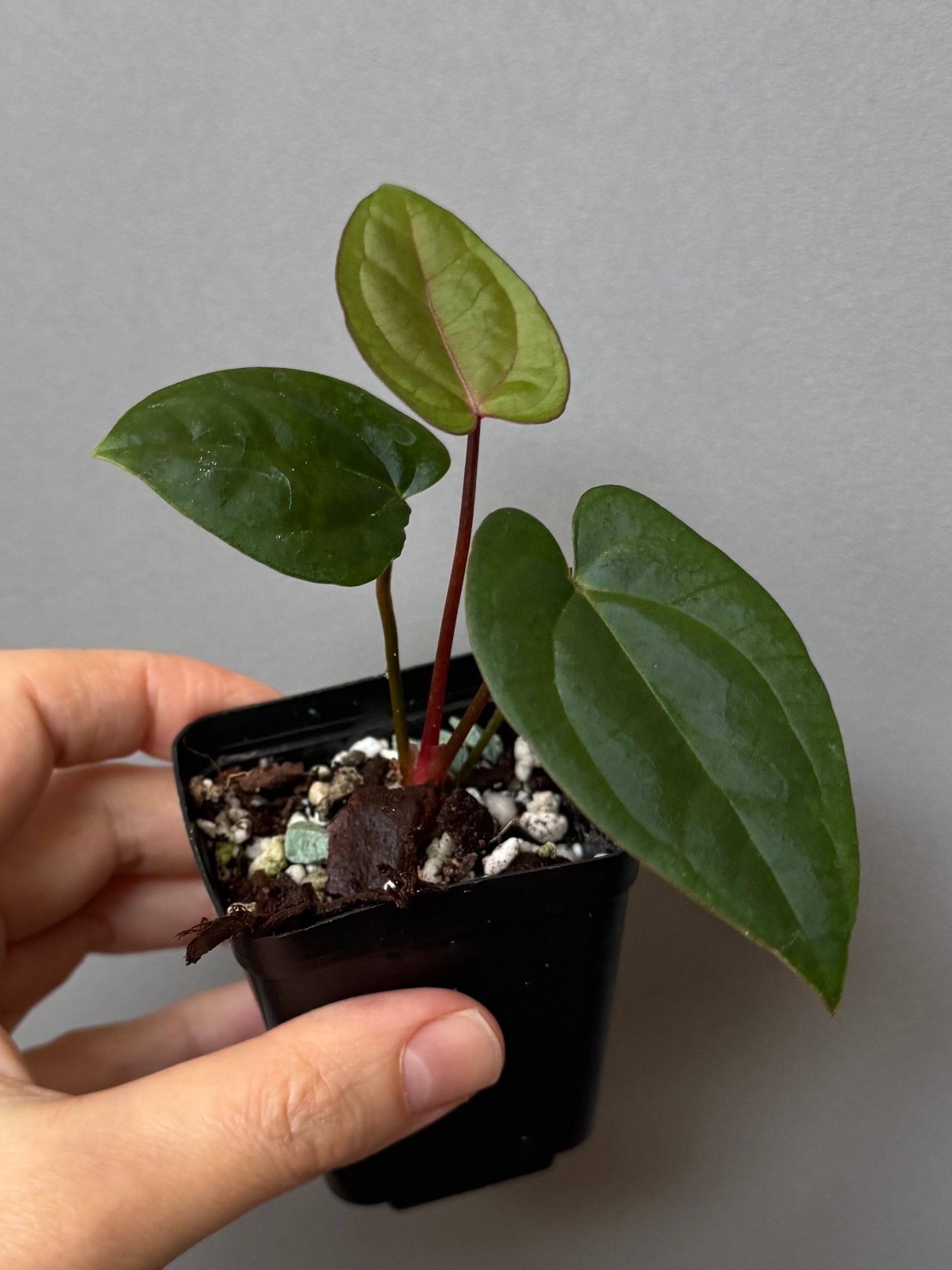 Anthurium (AOS x Carla) x RVDP