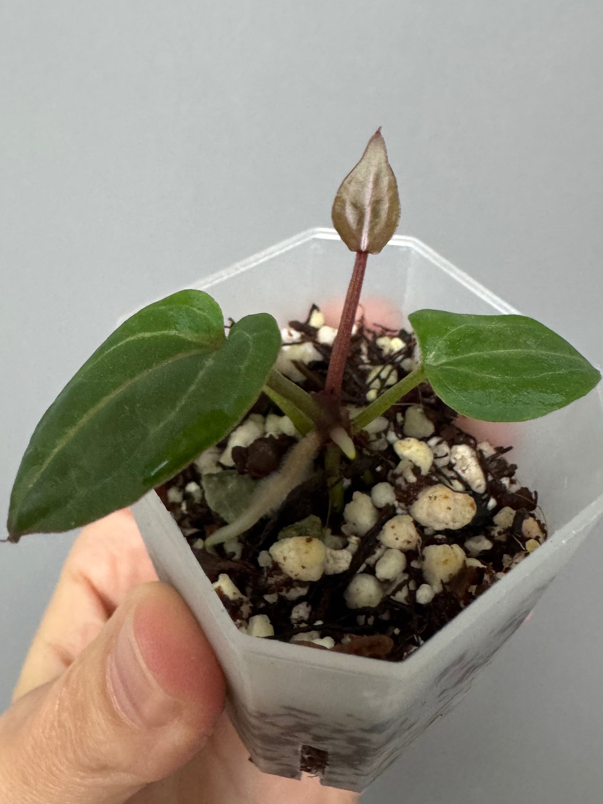Anthurium Crystallinum Select Color x M