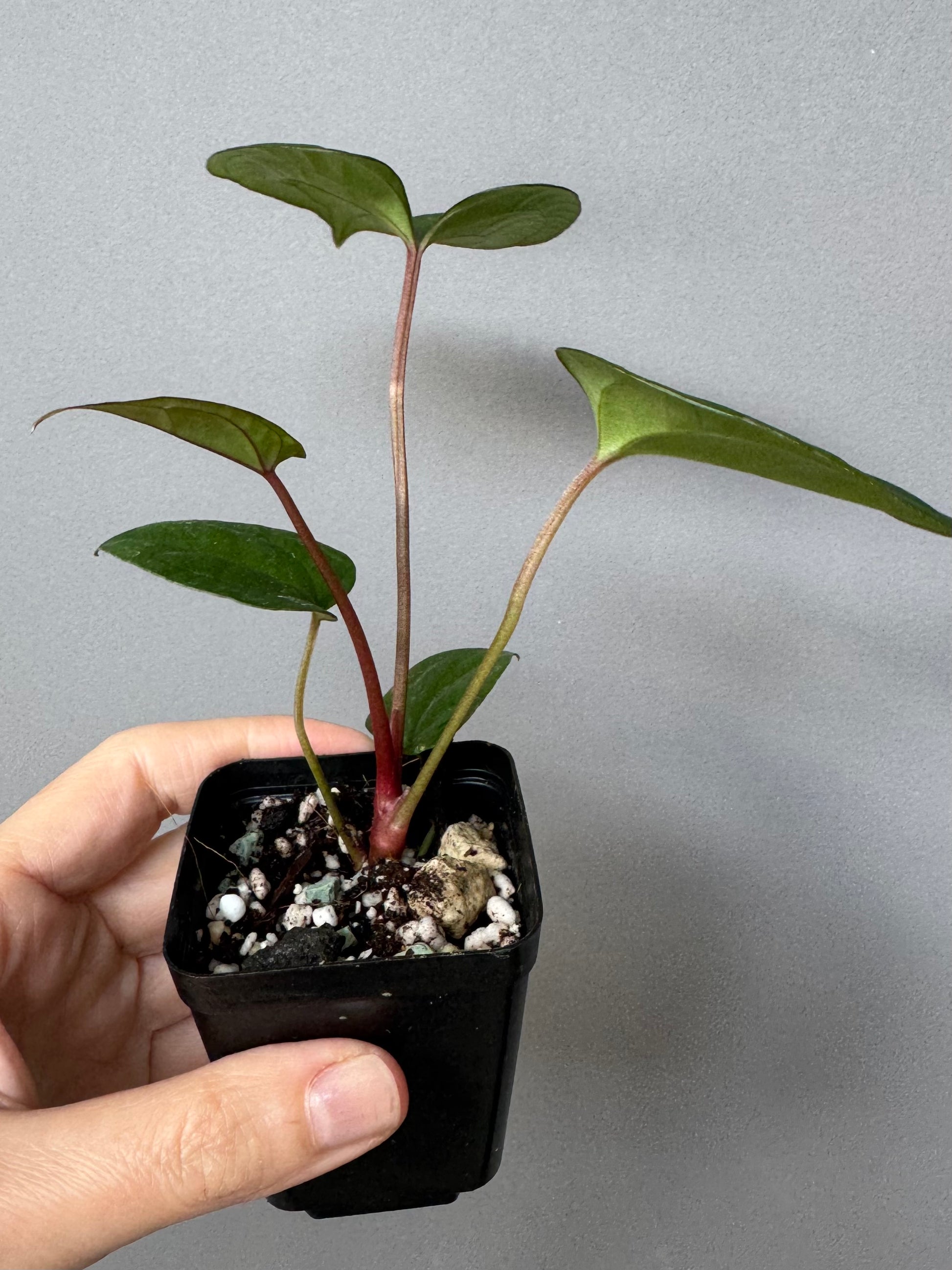 (Papillilaminum Daniel x Besseae aff.) X RVDP
