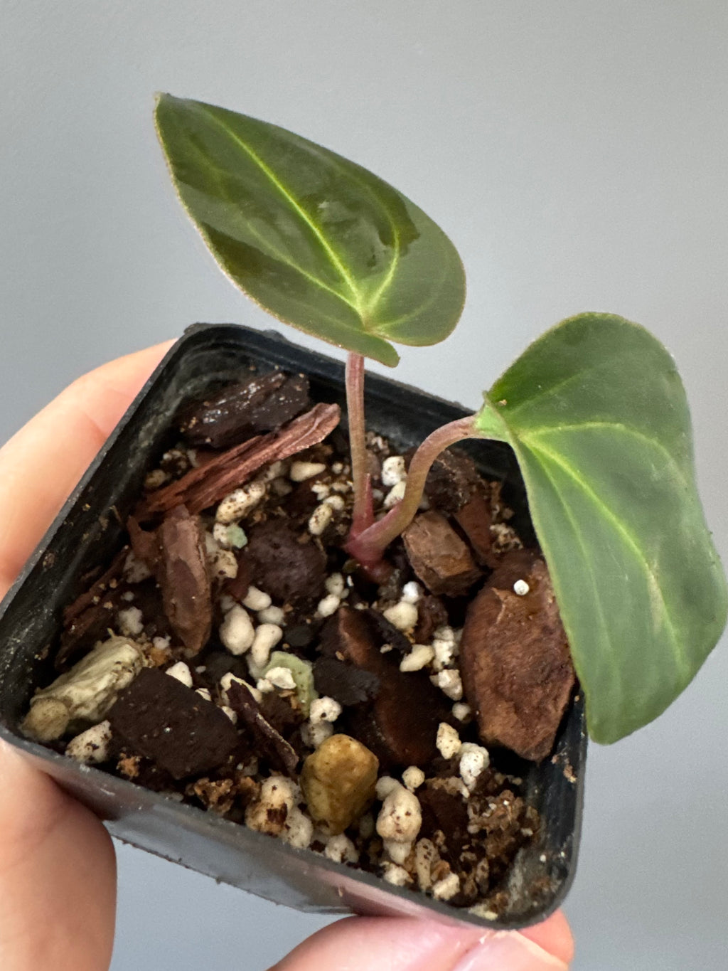 Anthurium Besseae aff. (#1)