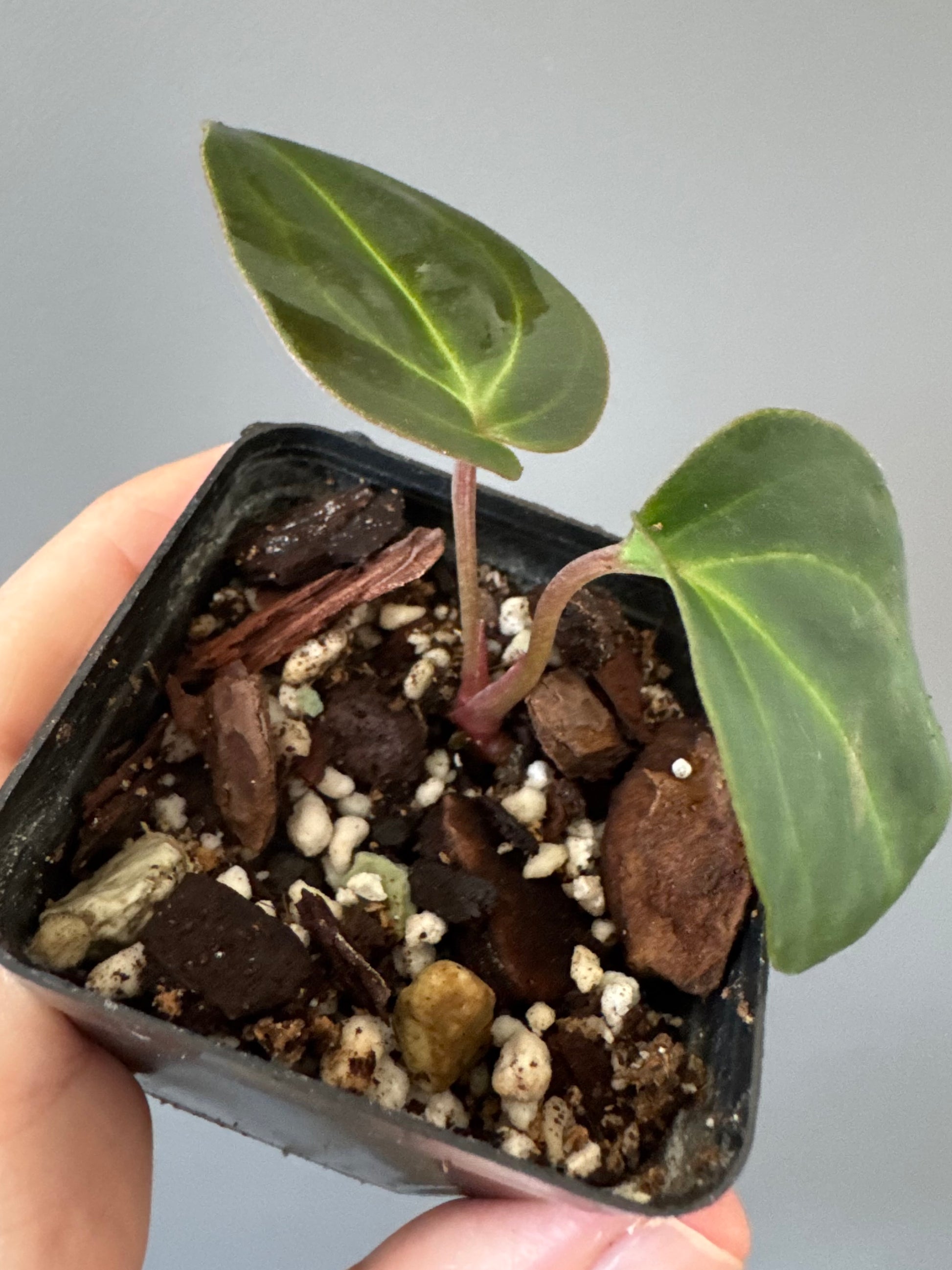 Anthurium Besseae aff. (#1)