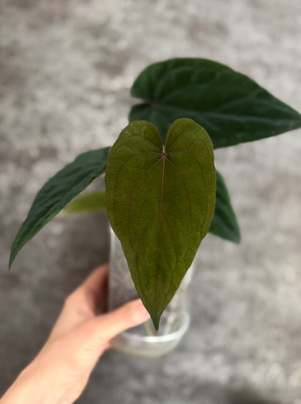 Midnight Velvet 'Deep Ruby' clone