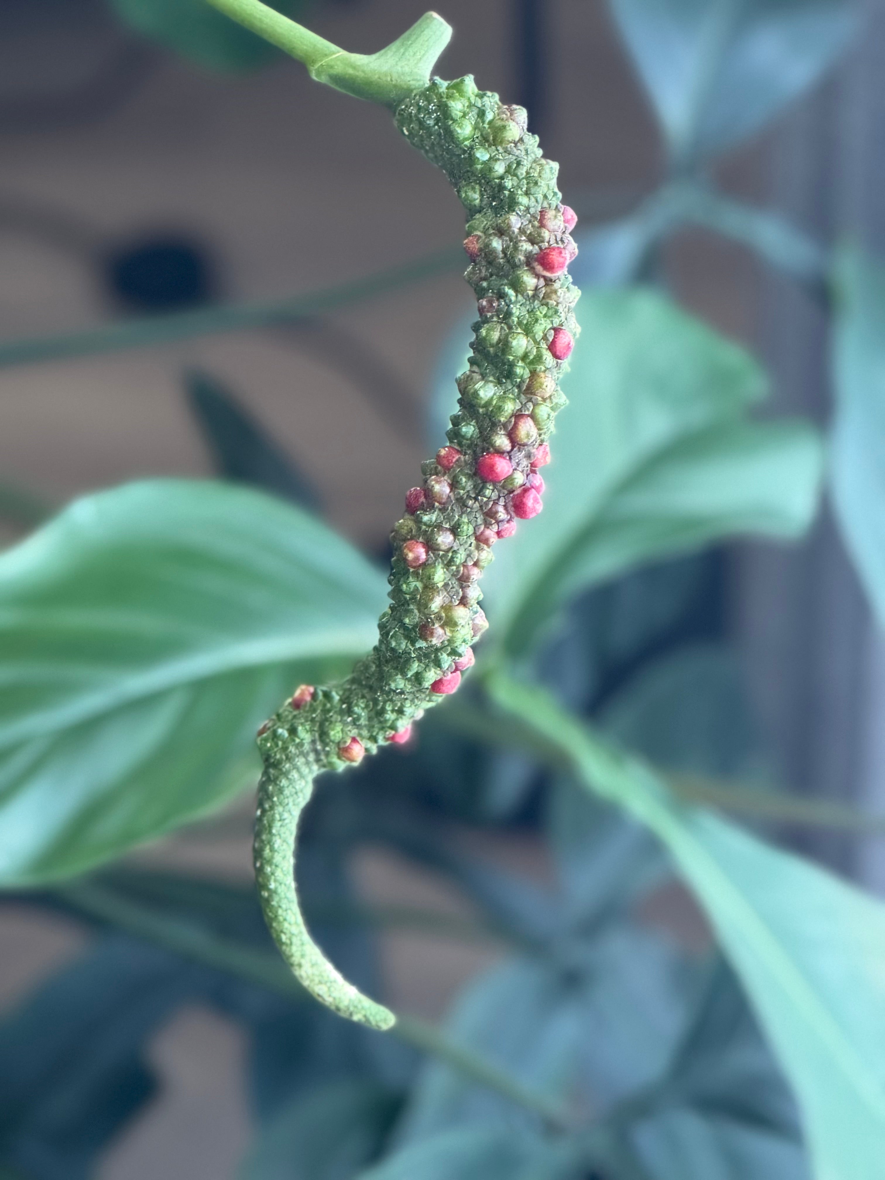 Magnificum x NSE Red Crystallinum This Anthurium magnificum x